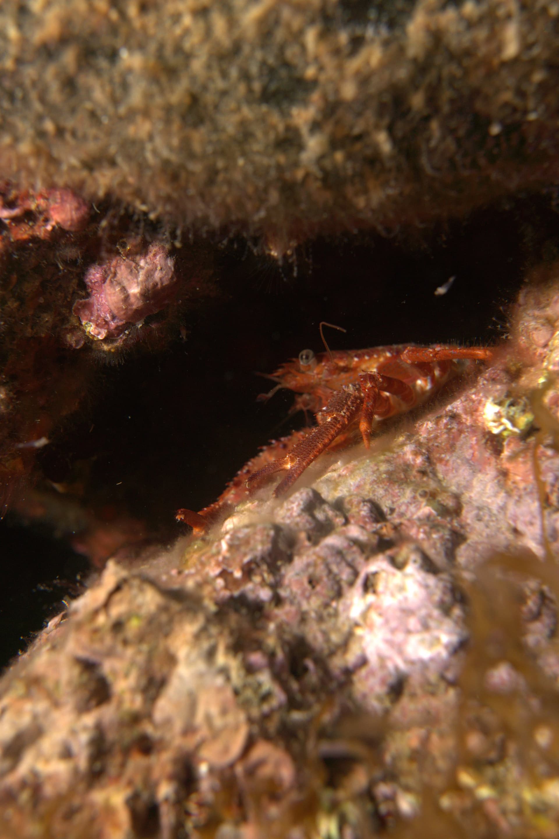 Crab