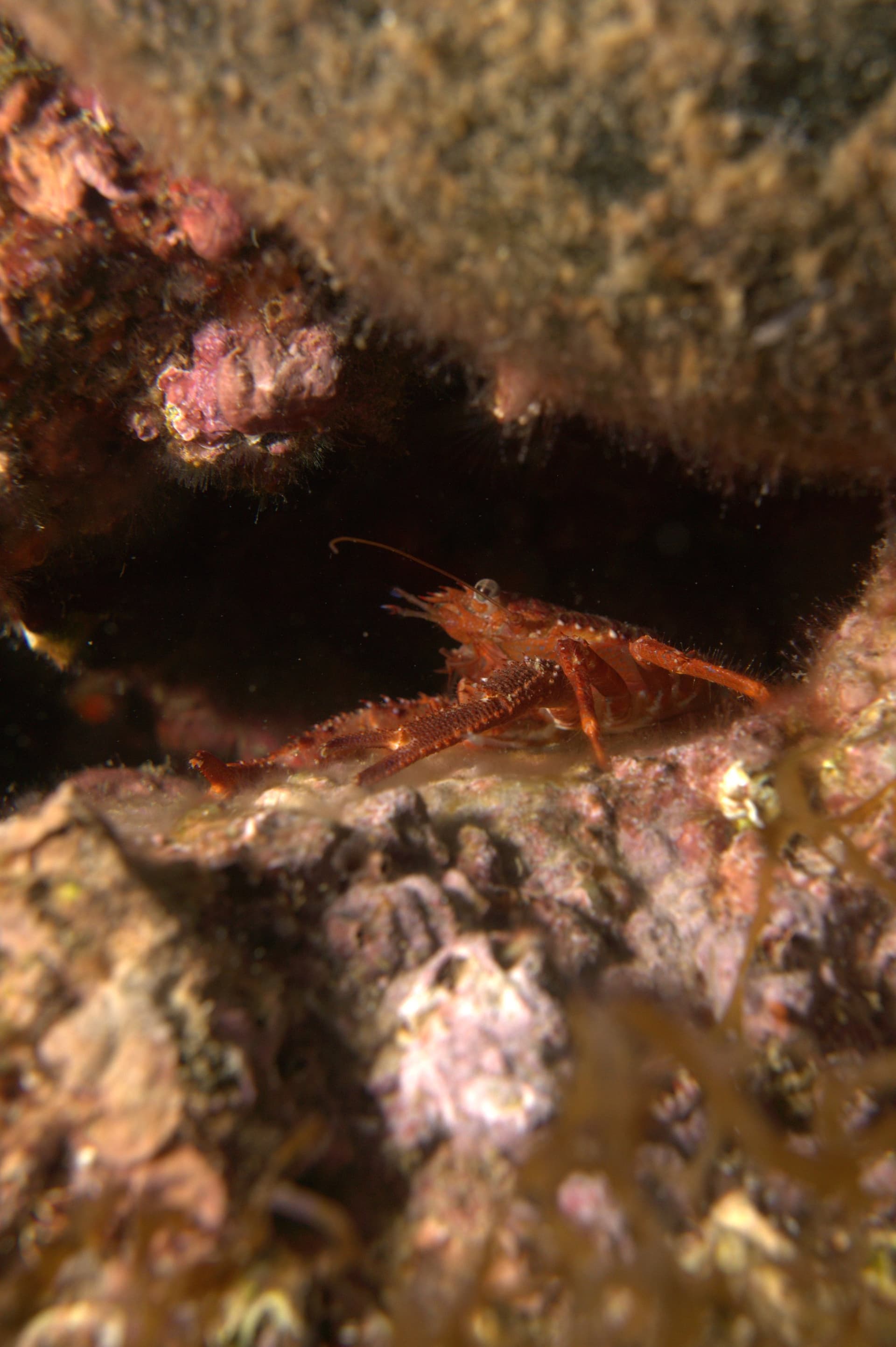 Crab