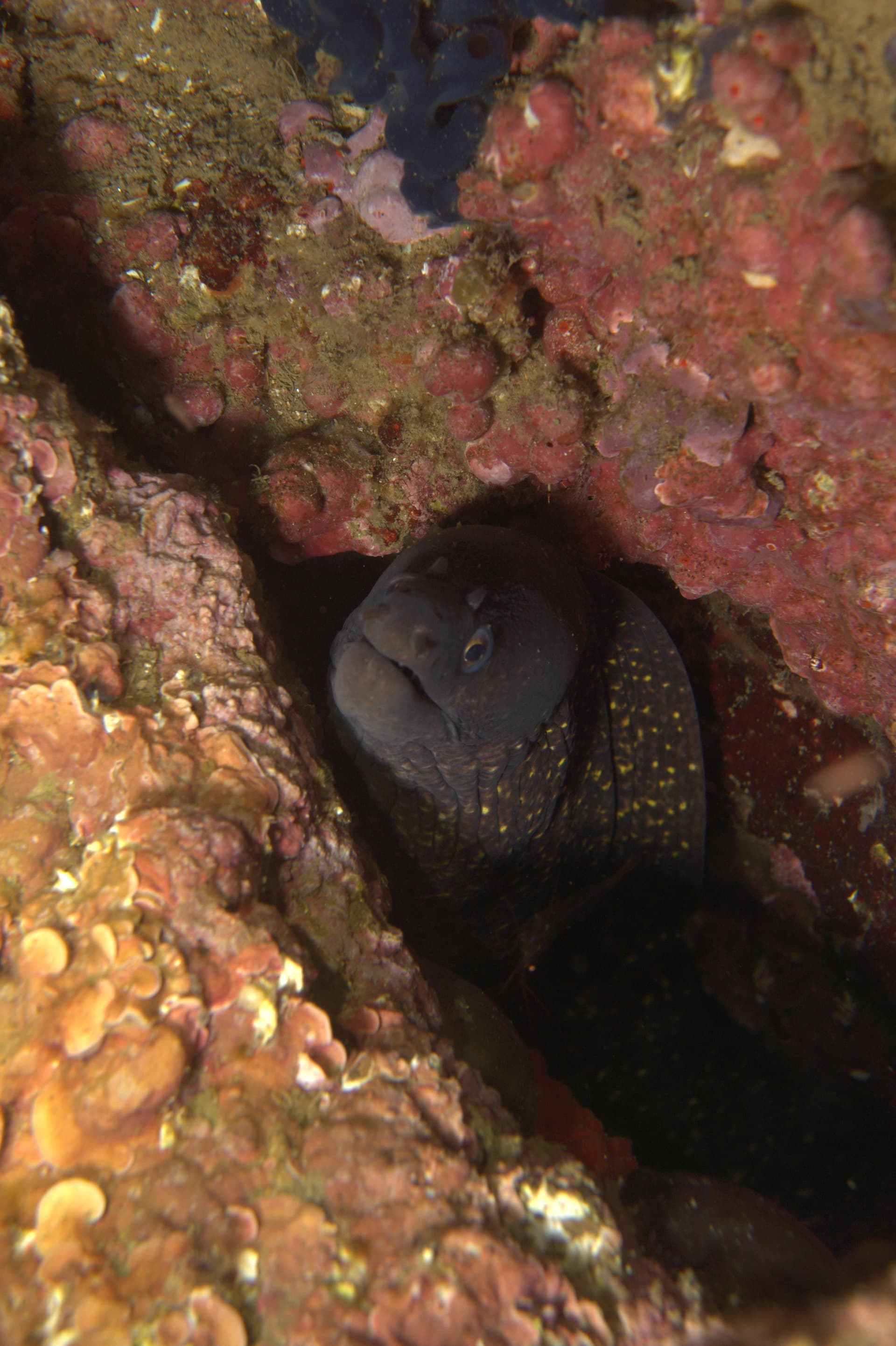 Mediterranean moray eel