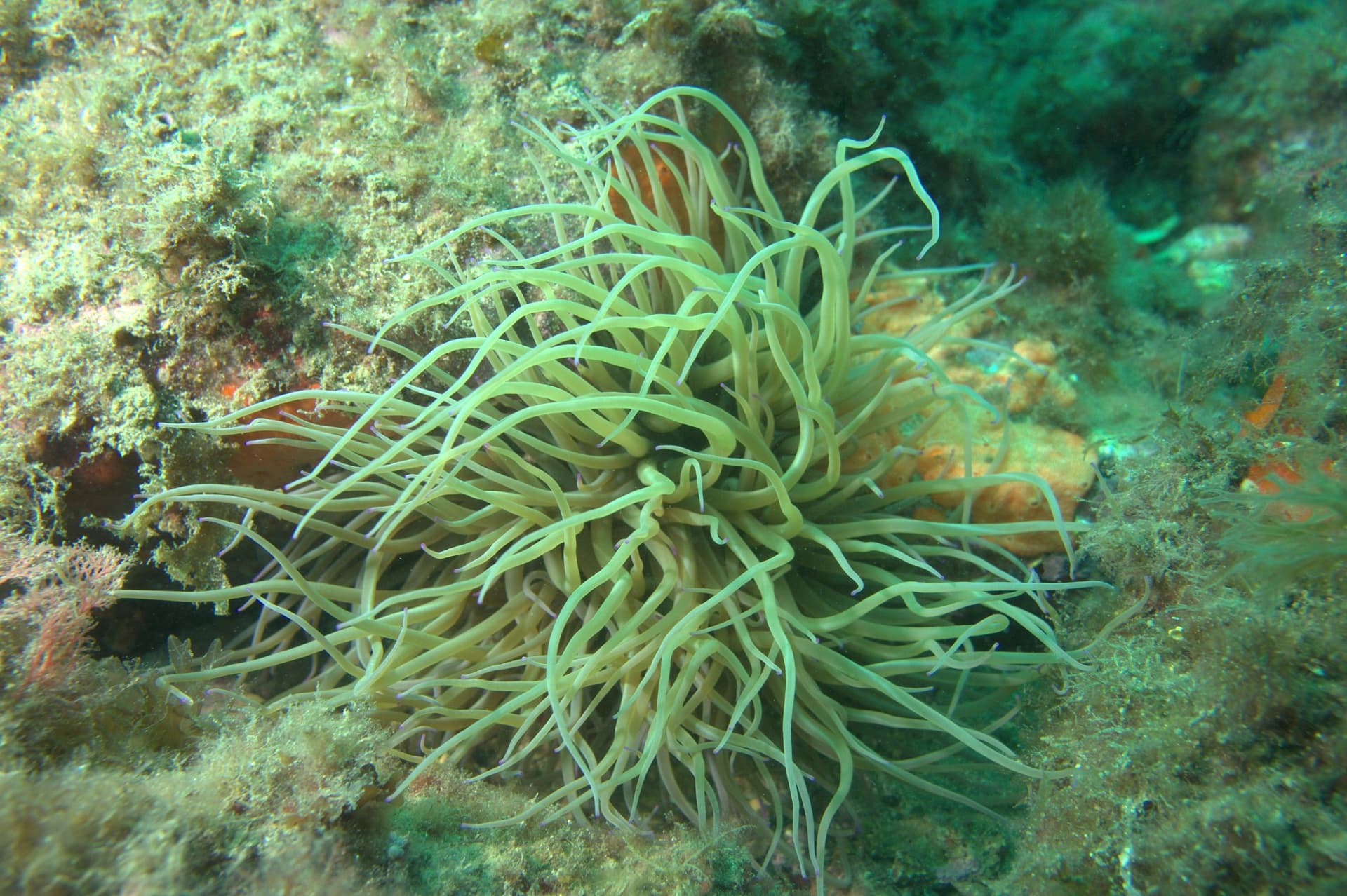 Cala Margarida