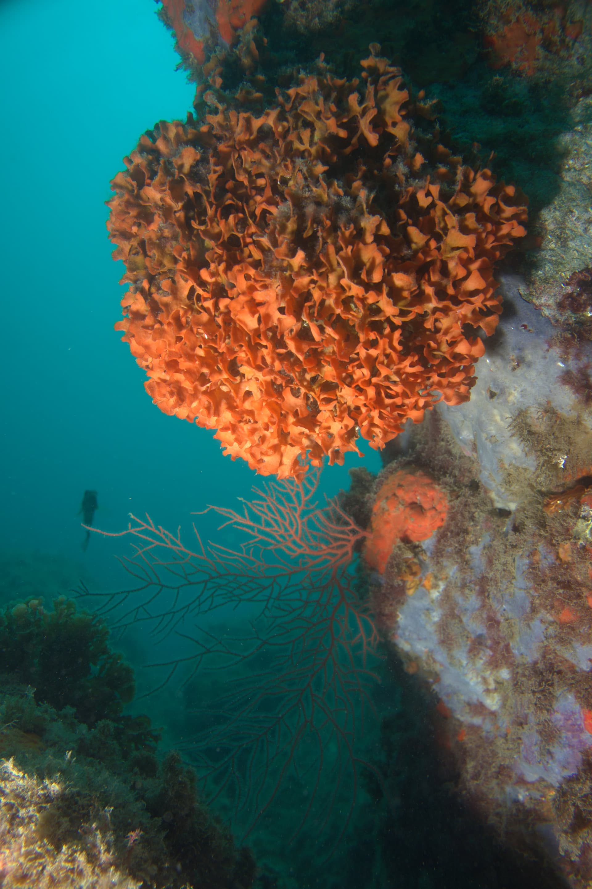 Pentapora fascialis, Yellow sea whip