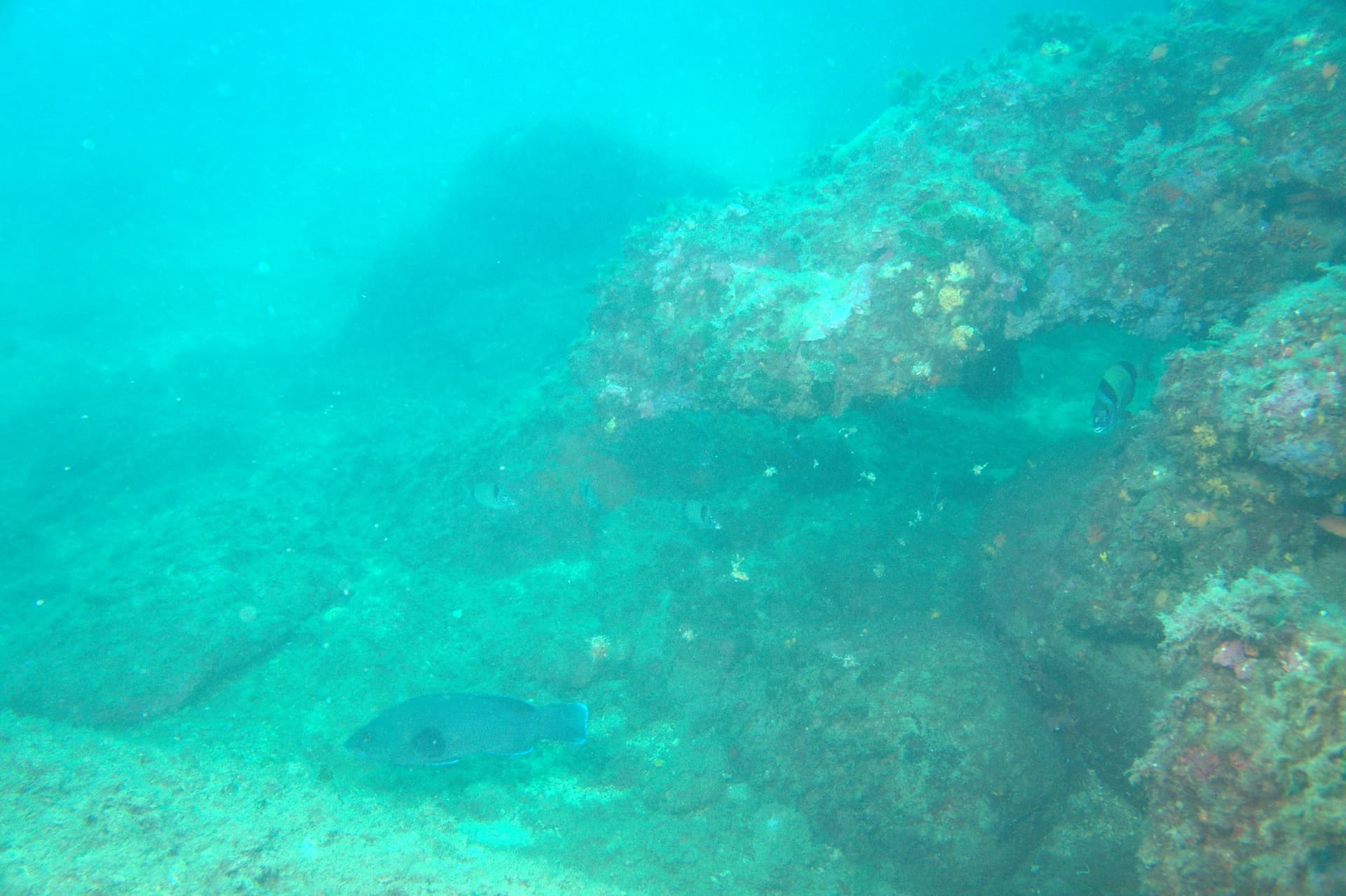 Brown wrasse