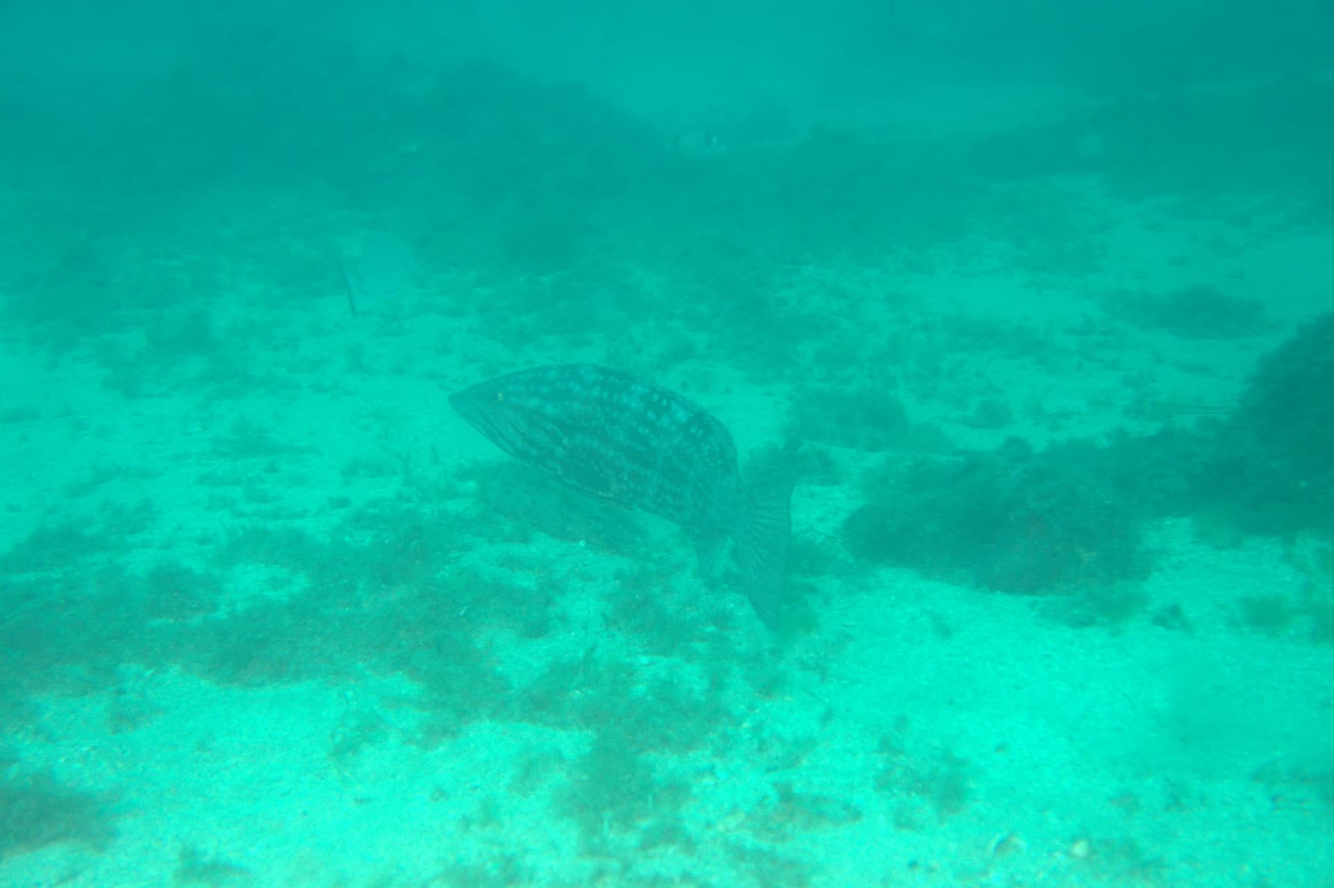 Mottled grouper