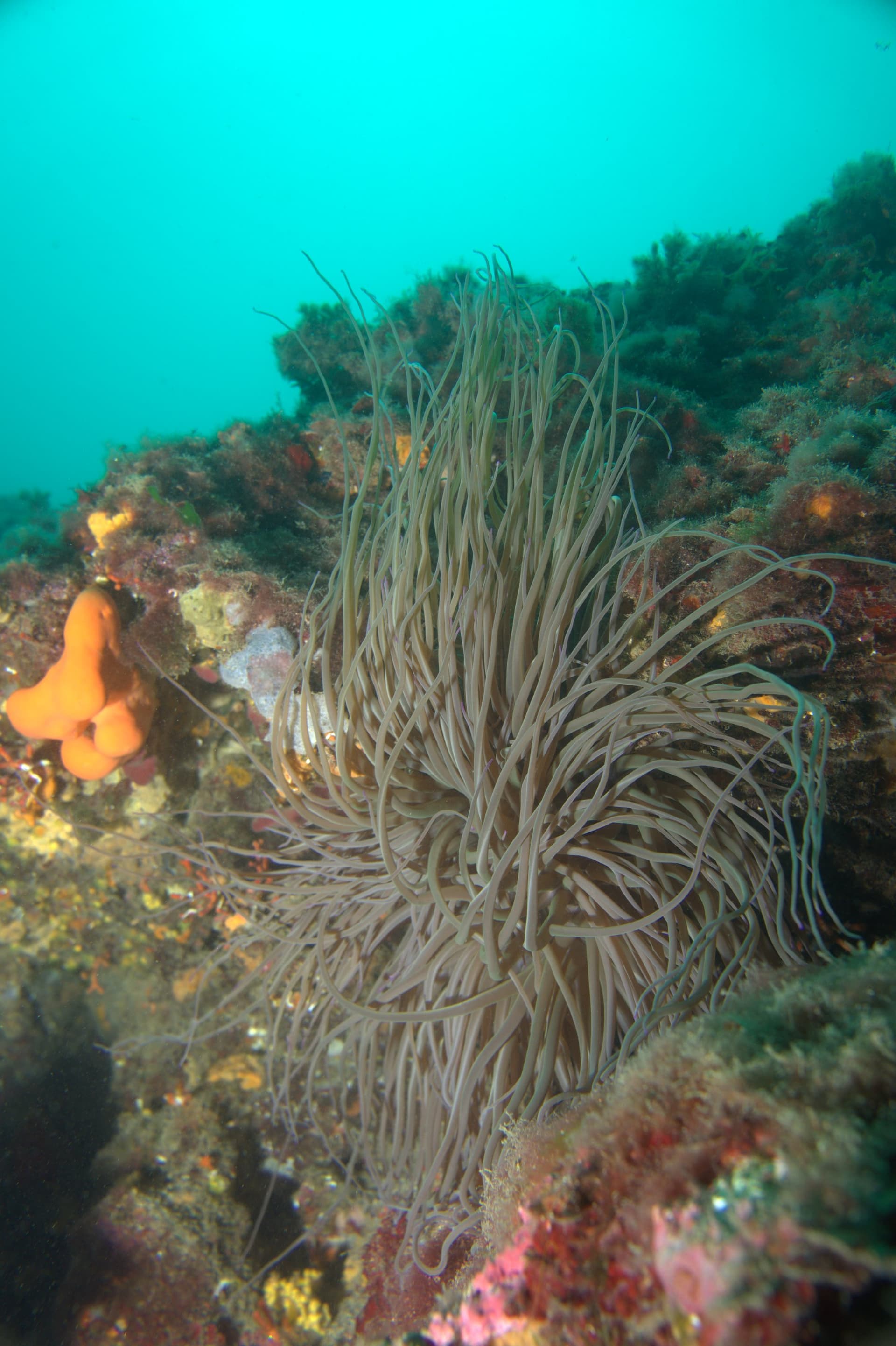 Snakelocks anemone