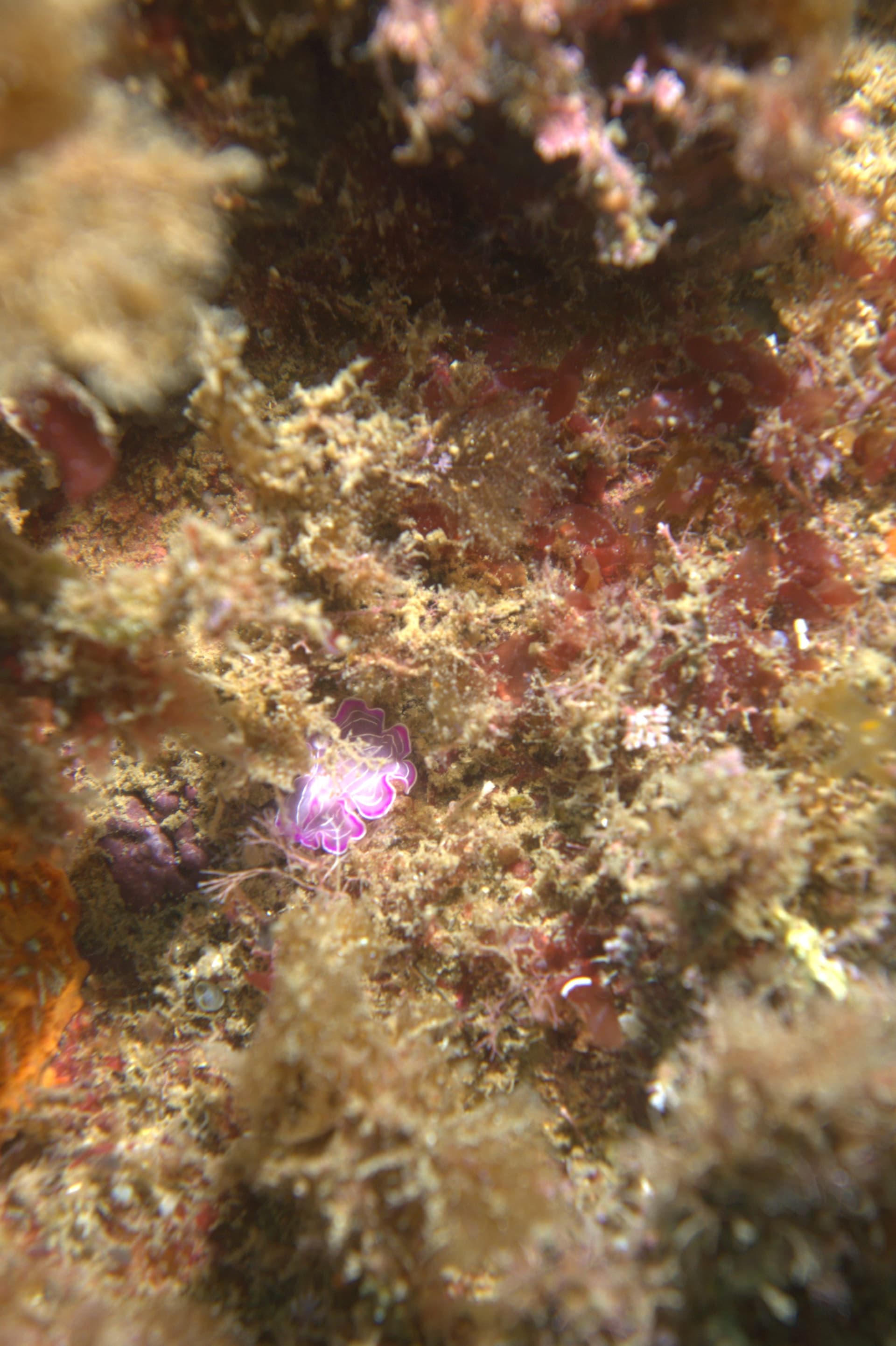 Prostheceraeus roseus
