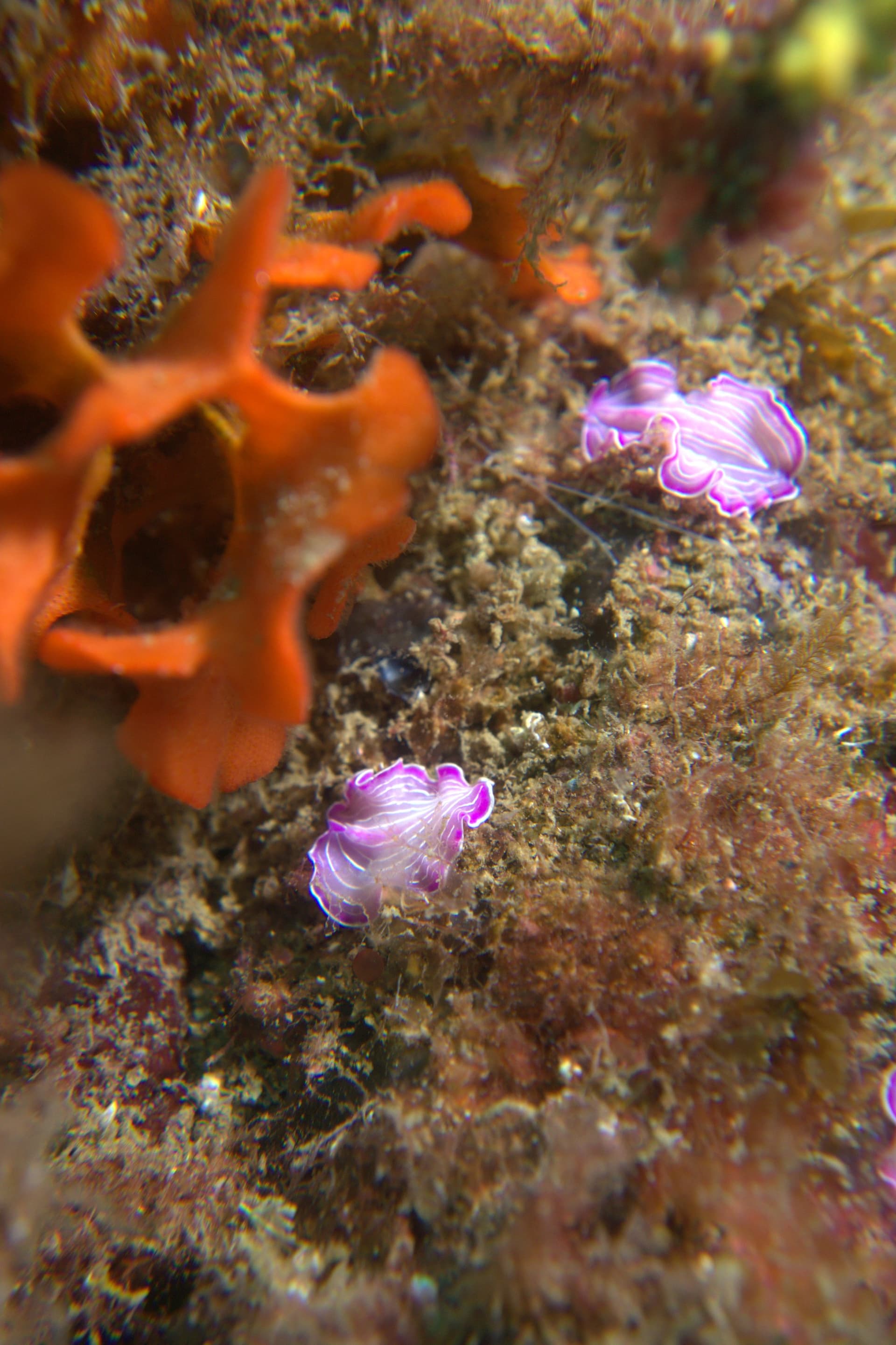 Prostheceraeus roseus