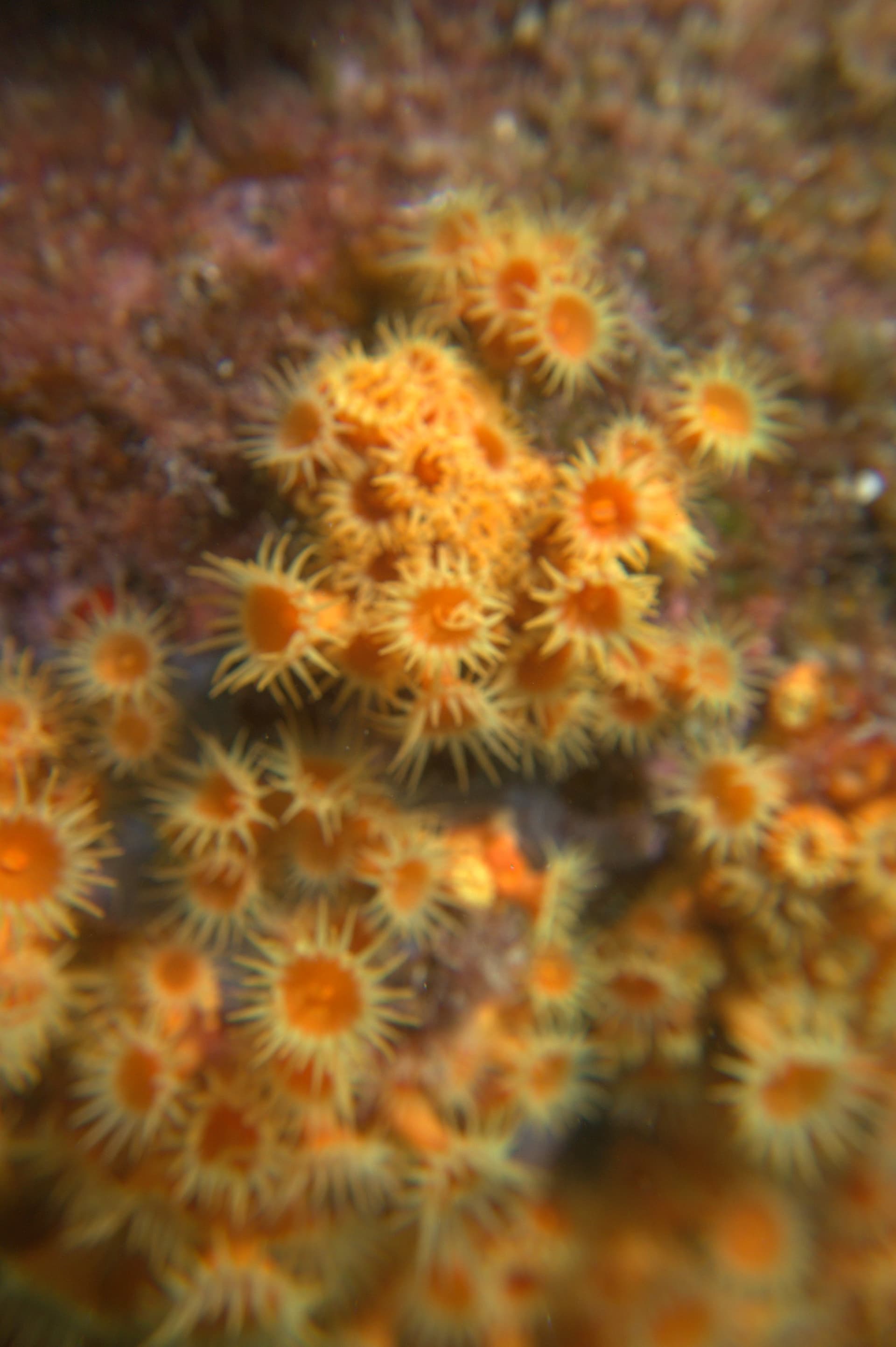 Yellow cluster anemone