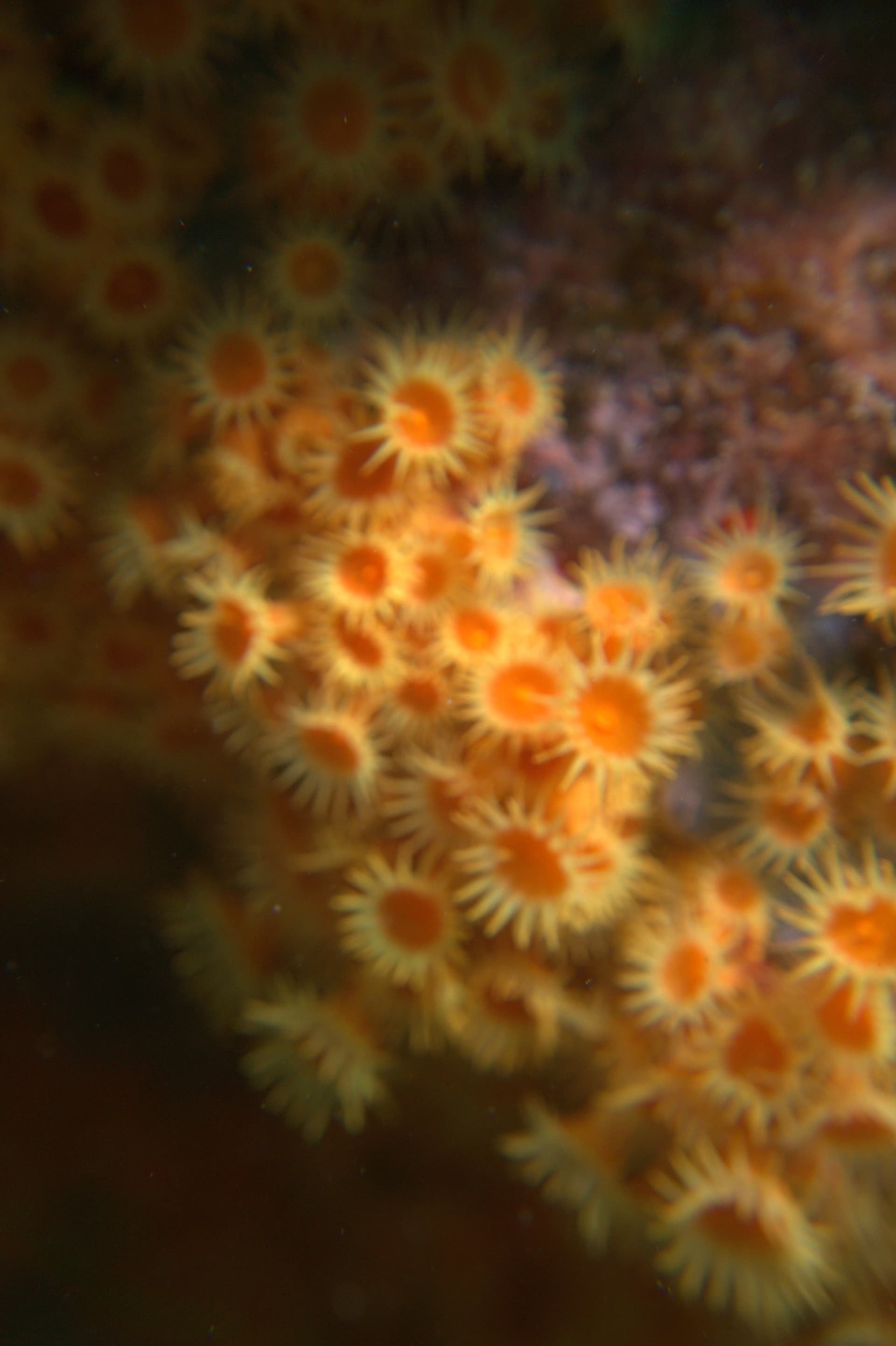 Yellow cluster anemone