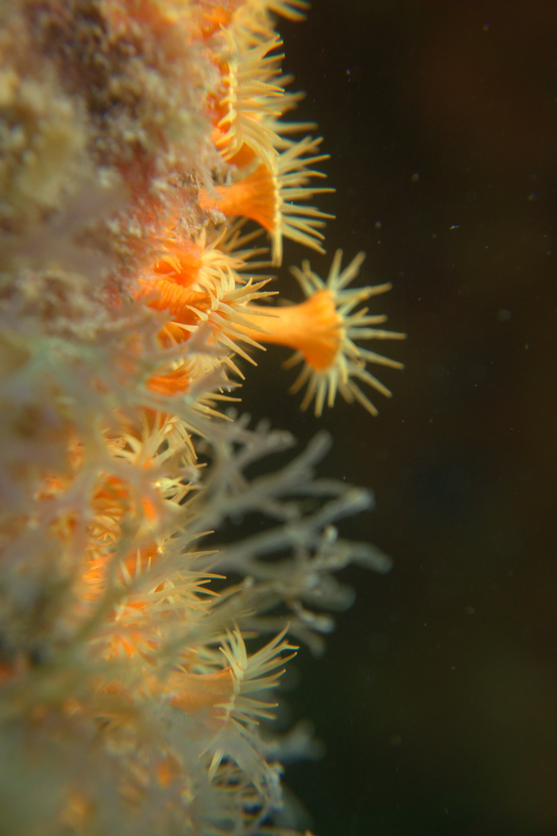 Yellow cluster anemone