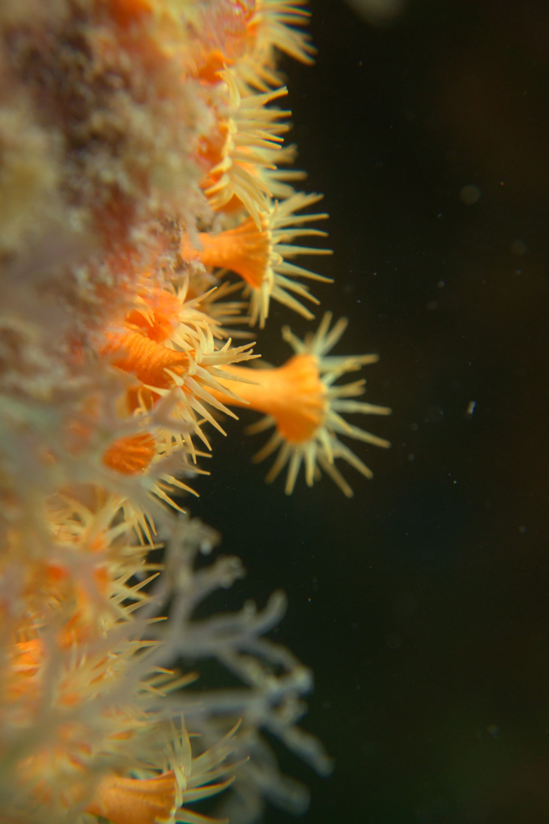 Yellow cluster anemone