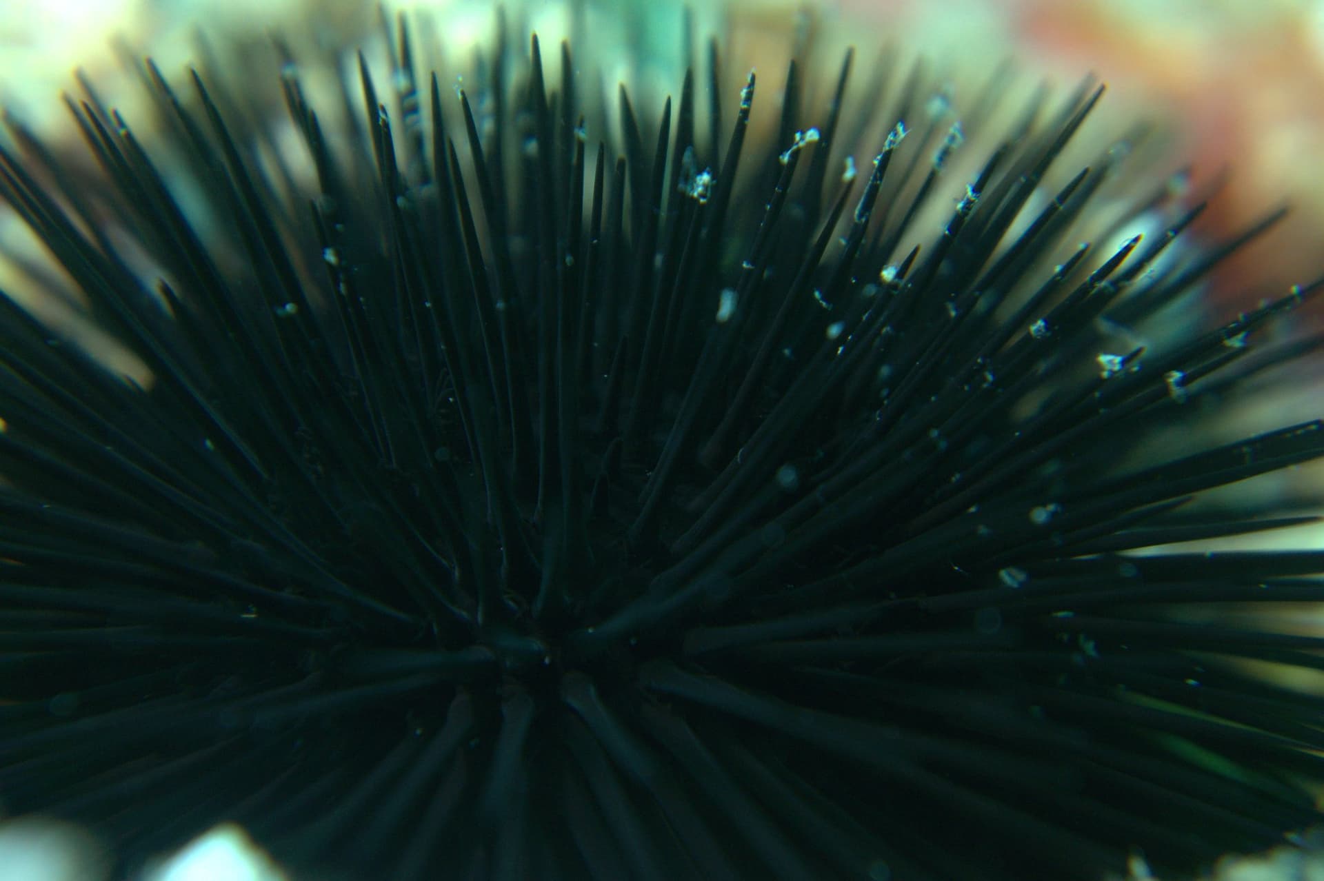 Black sea urchin