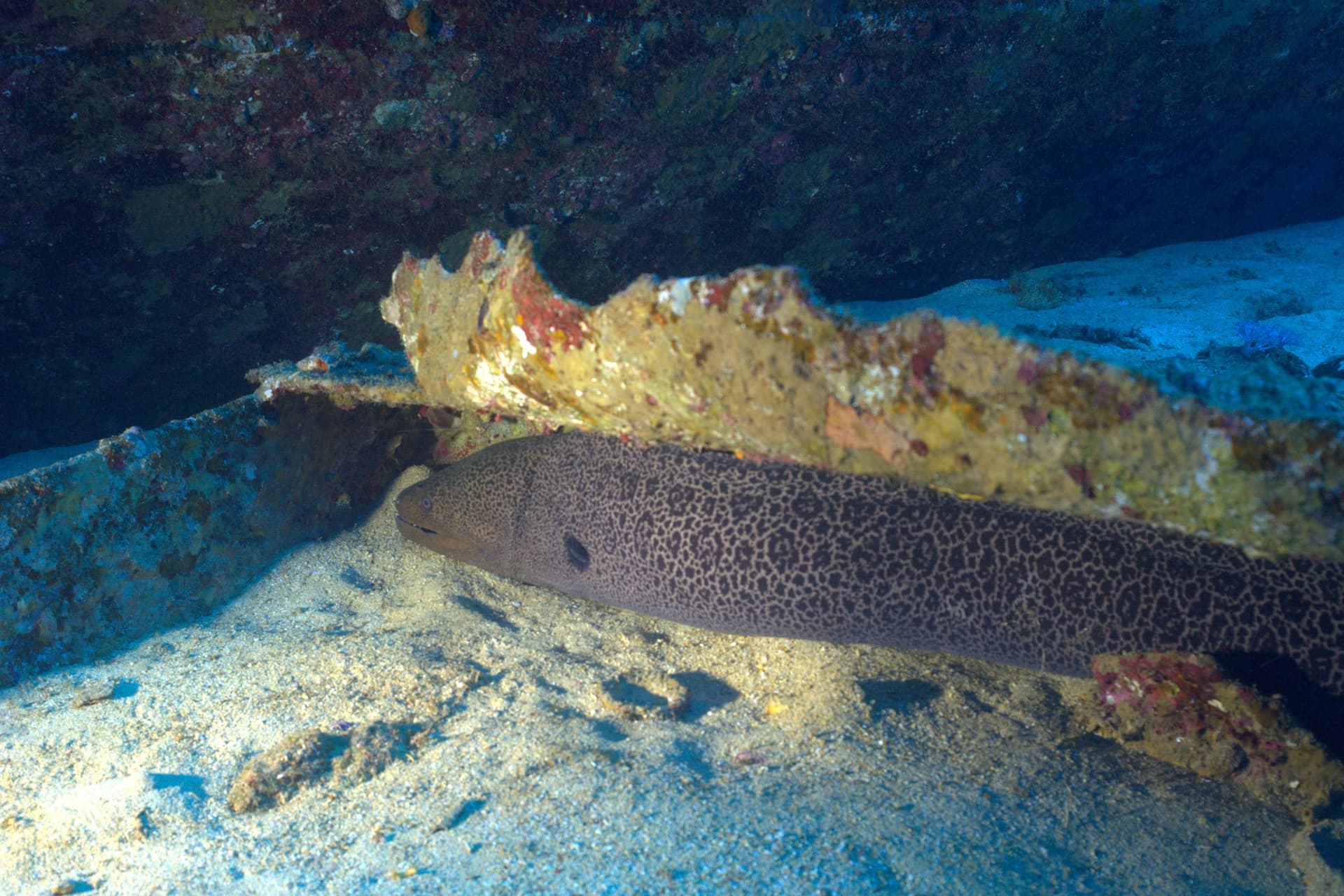 Giant moray