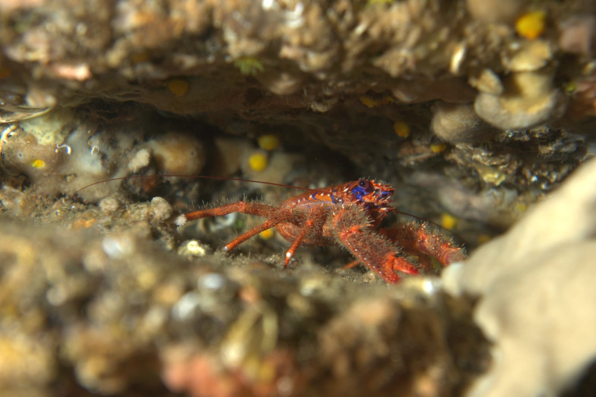 Spinous squat lobster