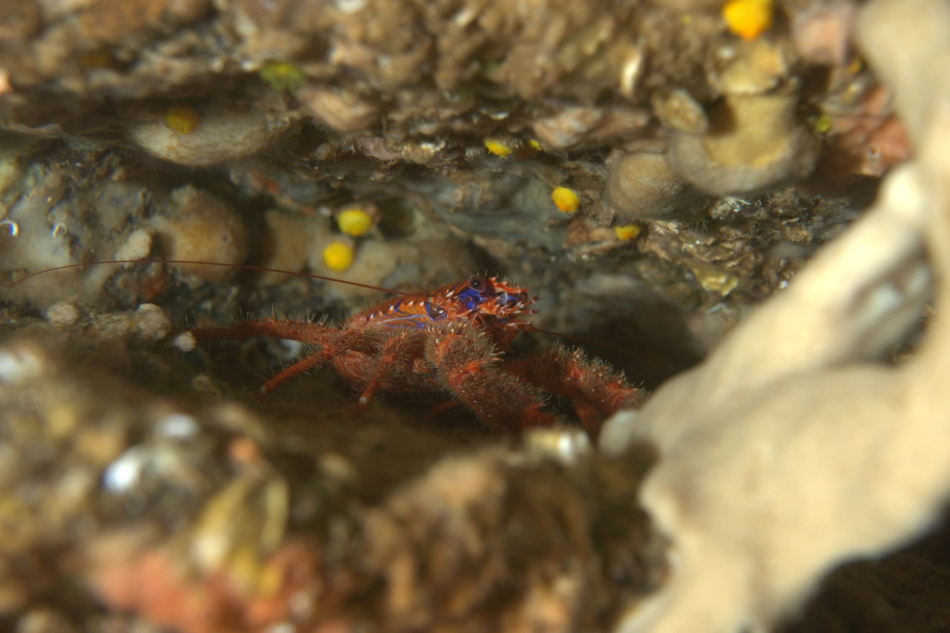 Spinous squat lobster