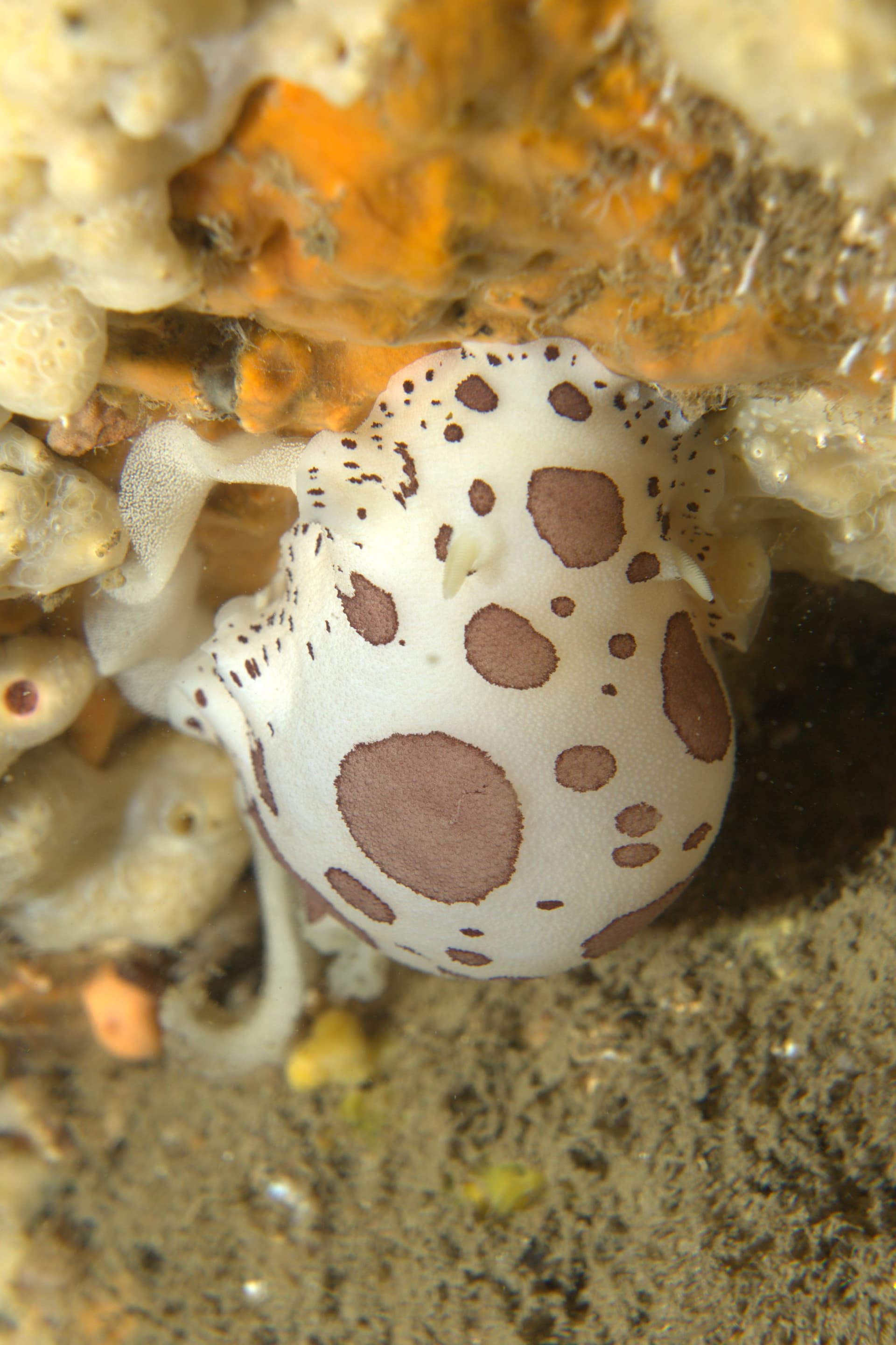Spotted sea slug