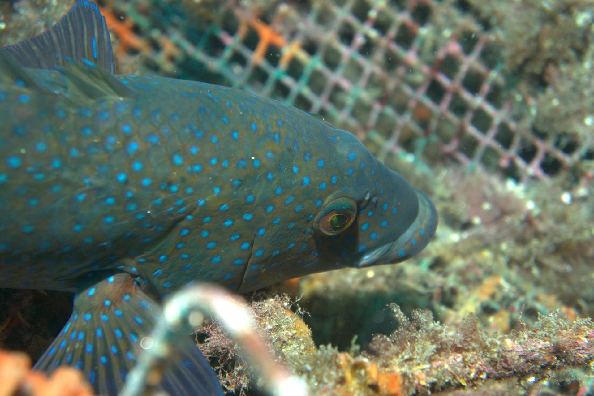 Brown wrasse