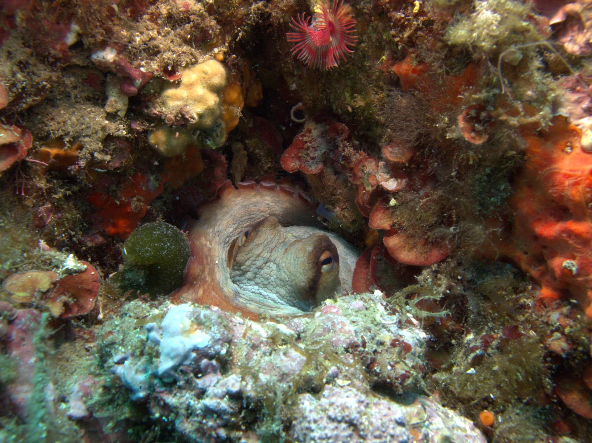 Common octopus