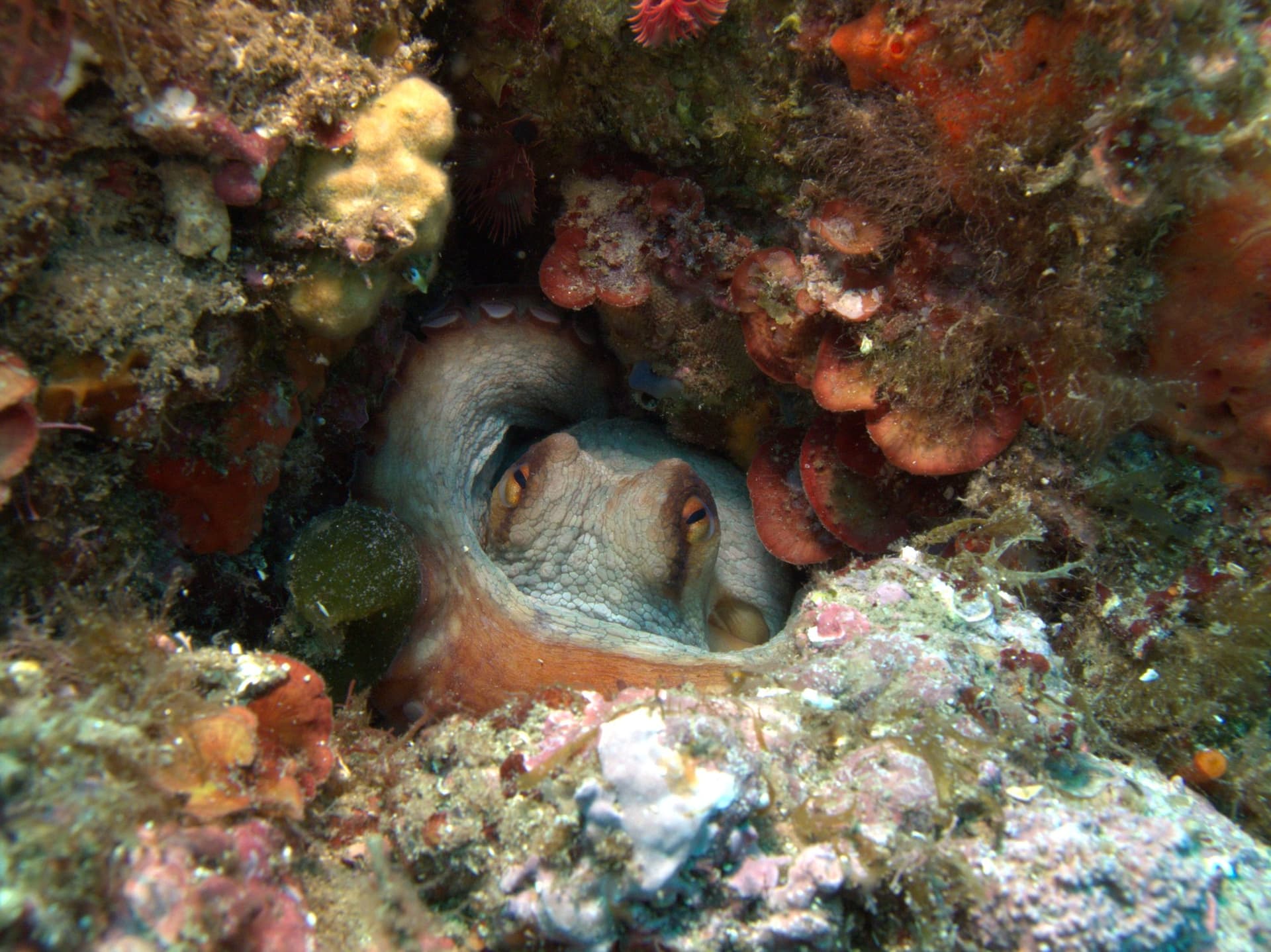 Common octopus