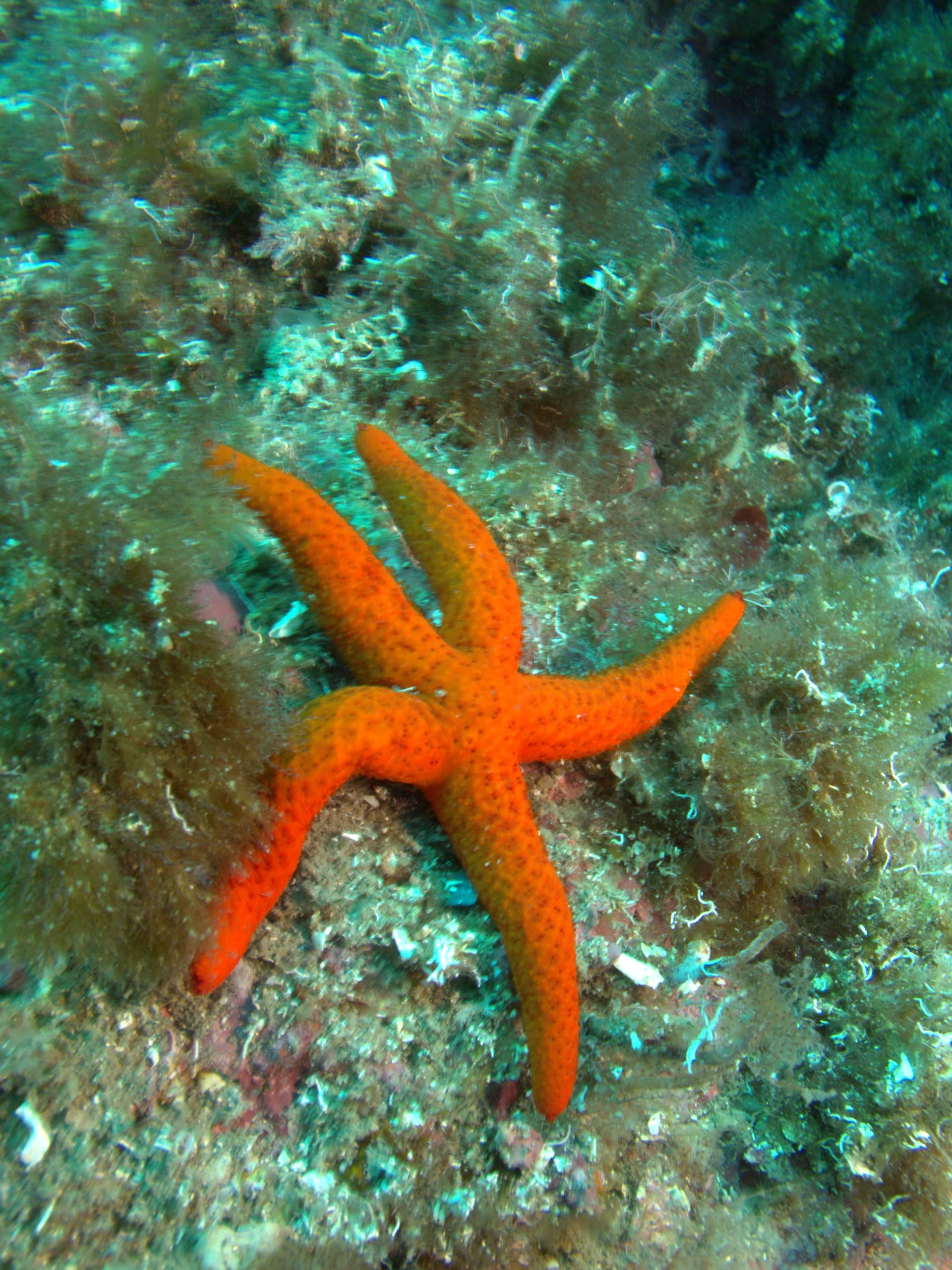 Red starfish