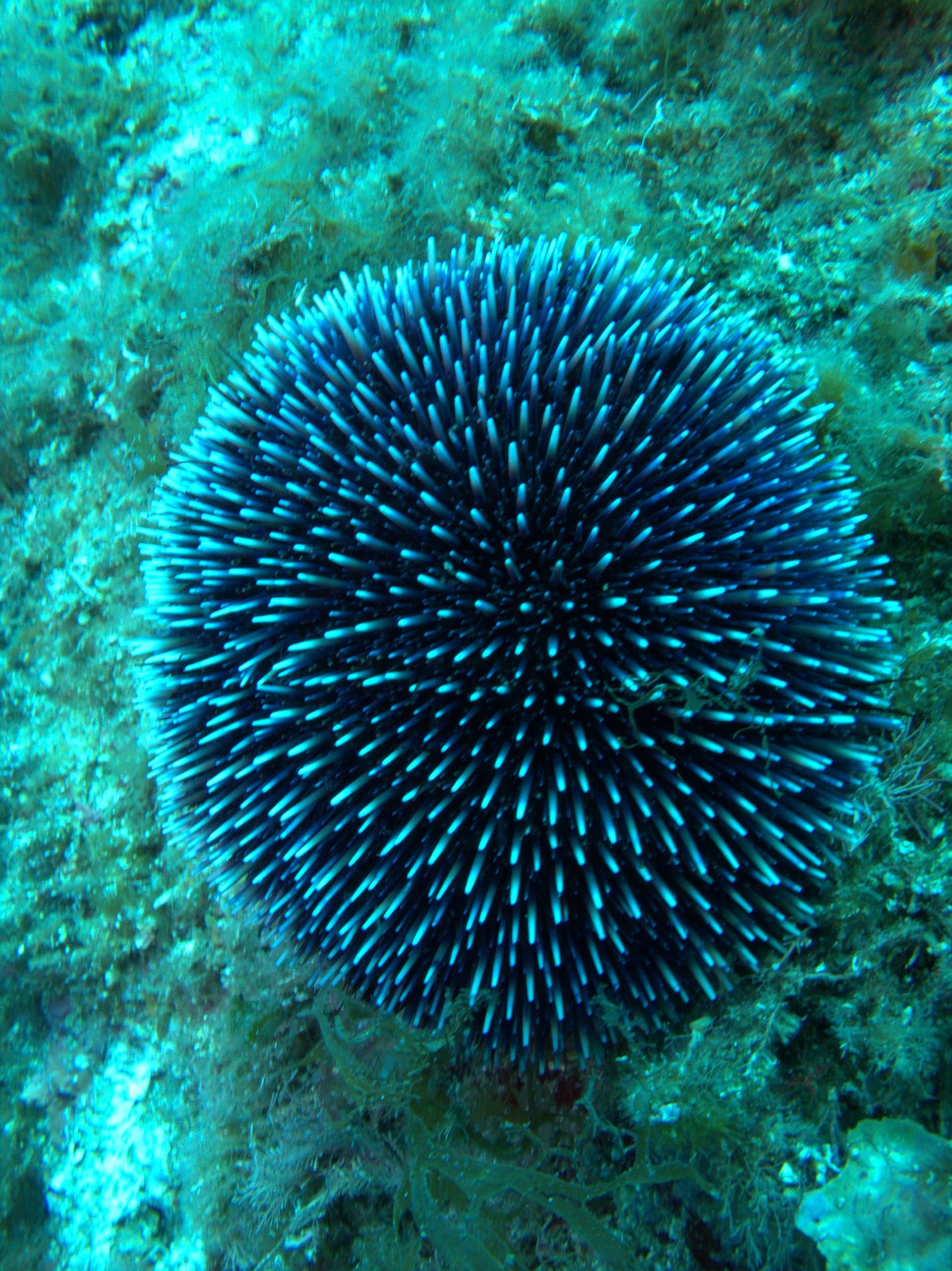 Sea urchin