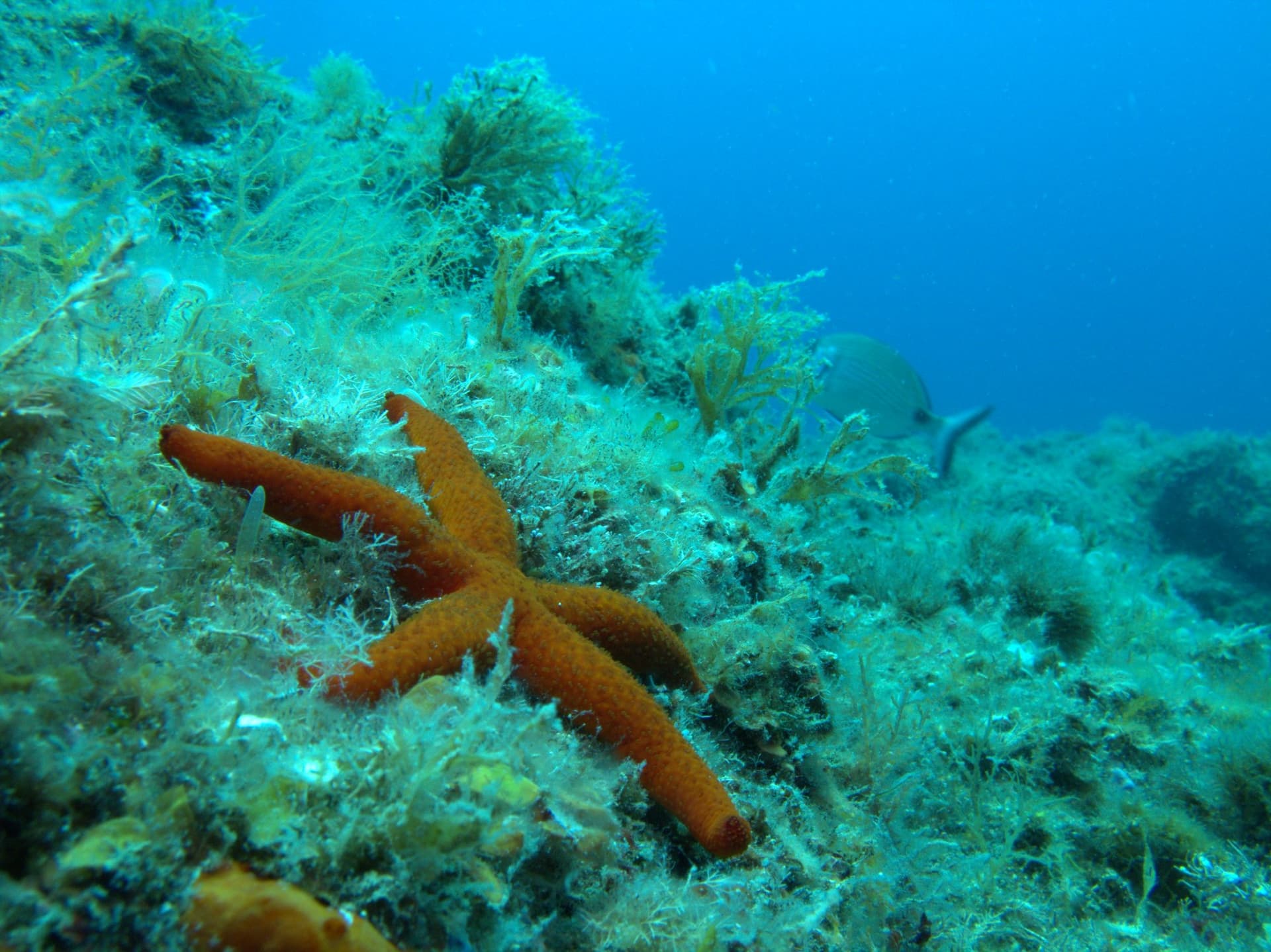 Red starfish