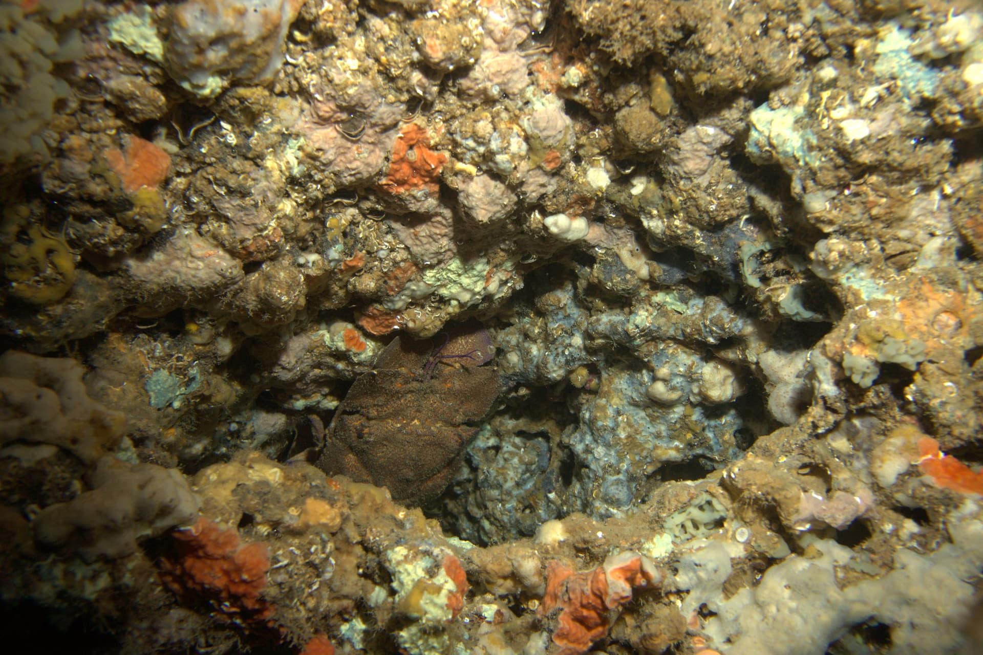 Slipper lobster