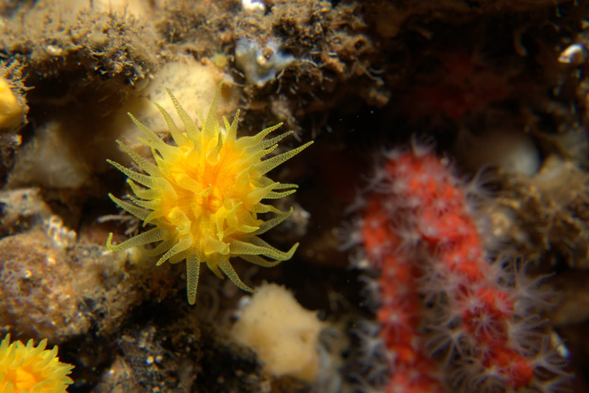 Sunset cup coral