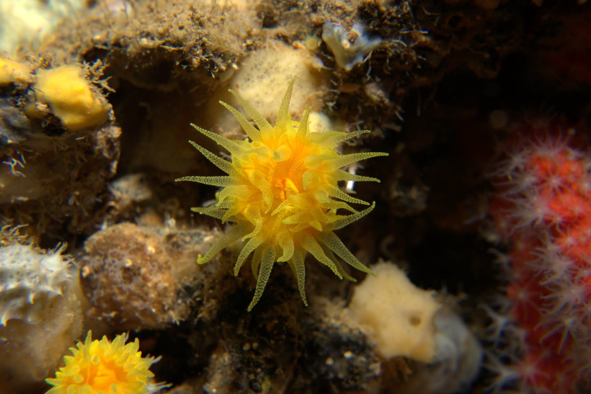Sunset cup coral