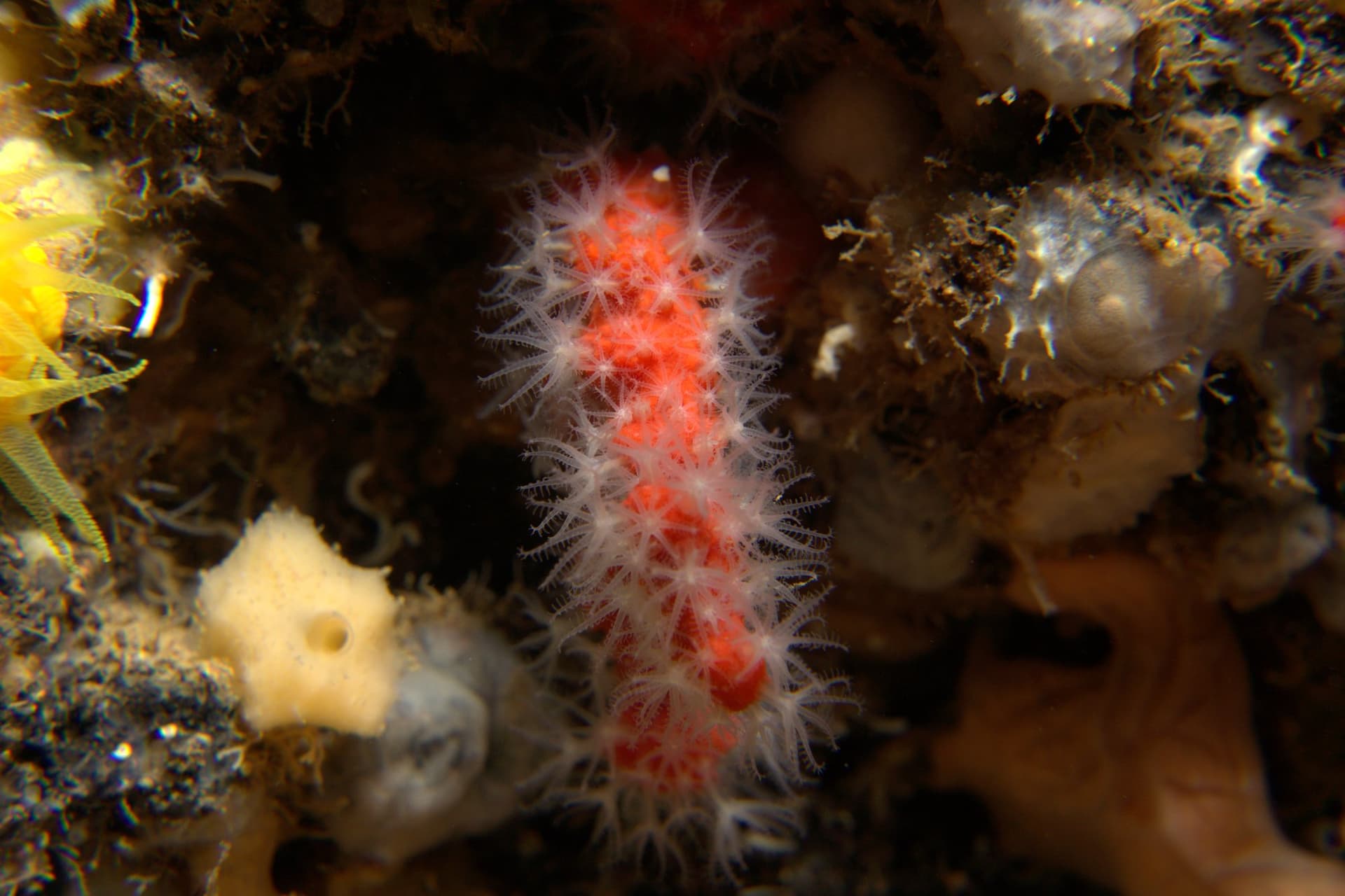 Red coral