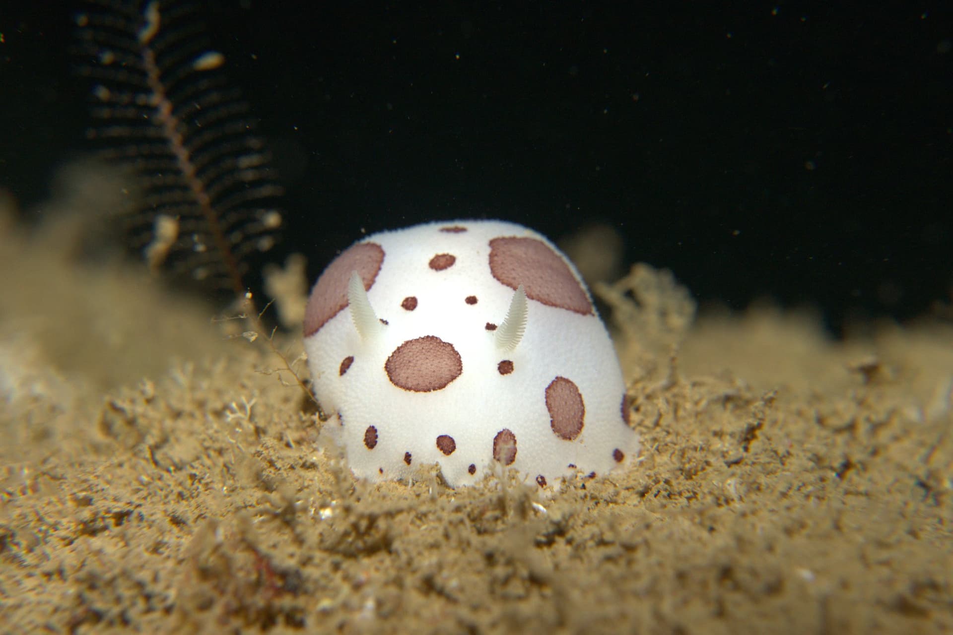 Spotted sea slug