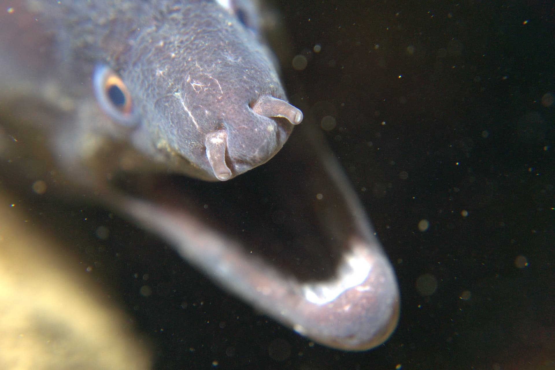 Mediterranean moray eel