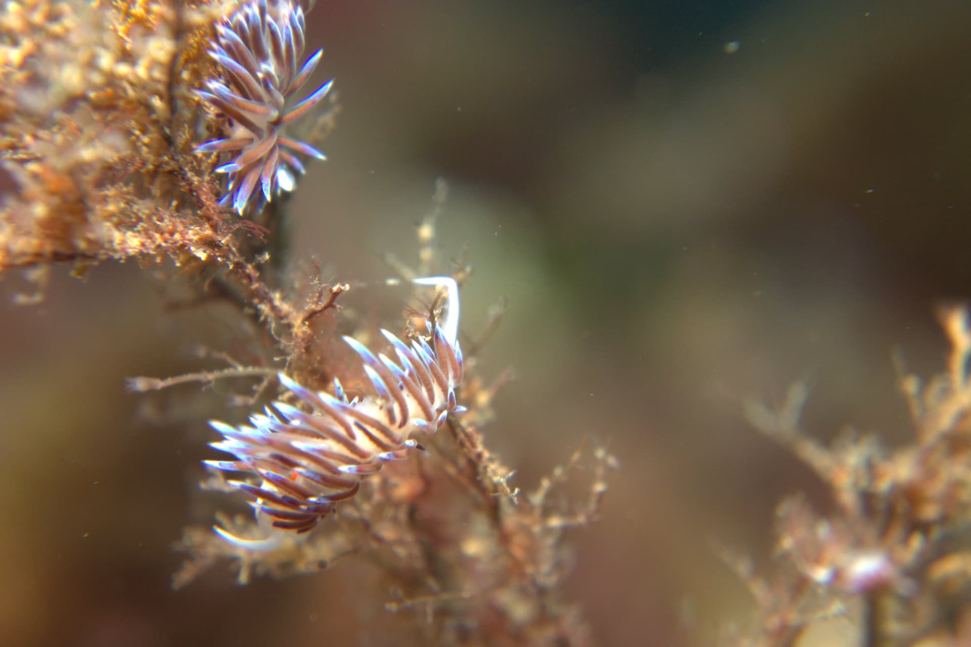 Cratena peregrina