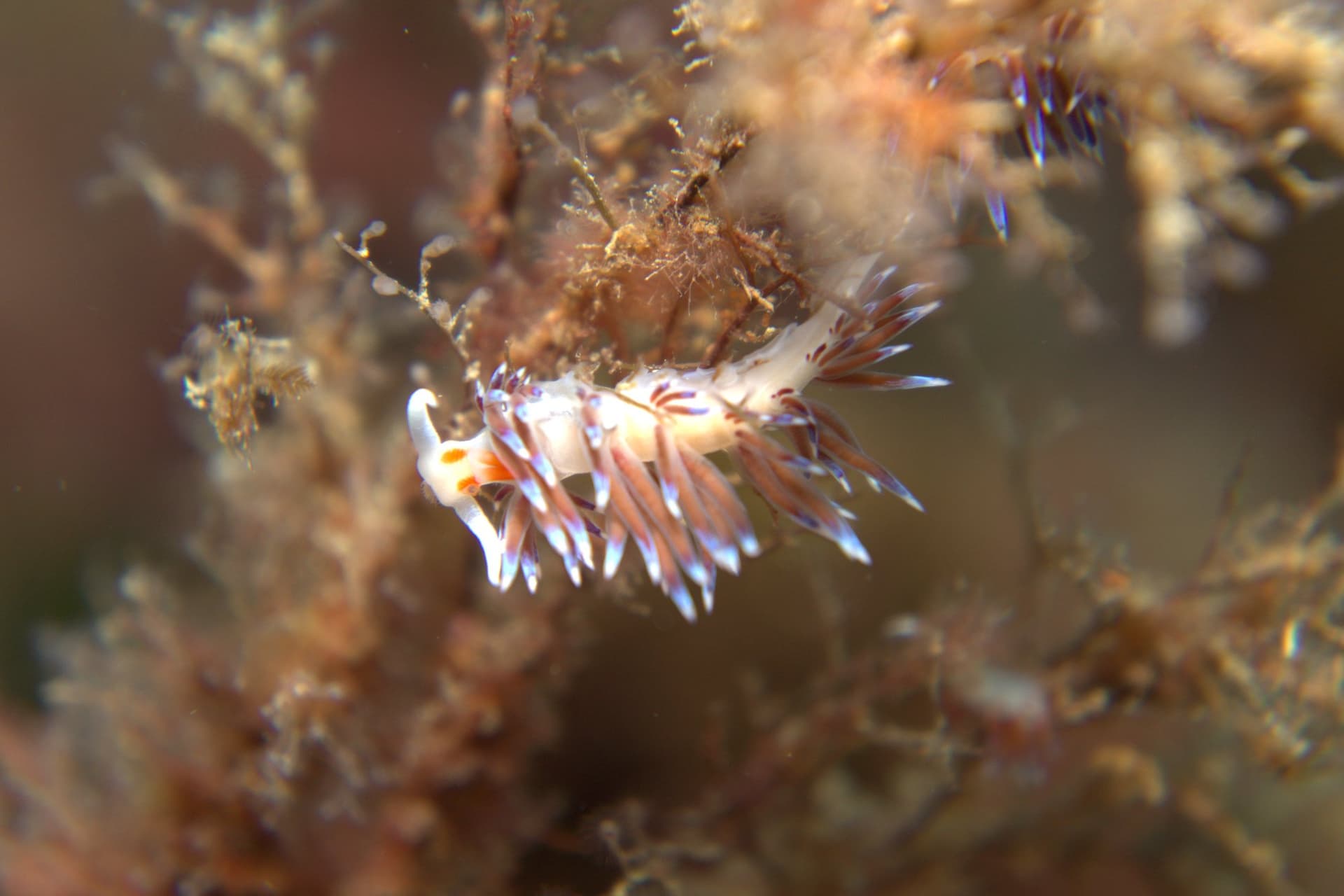 Cratena peregrina