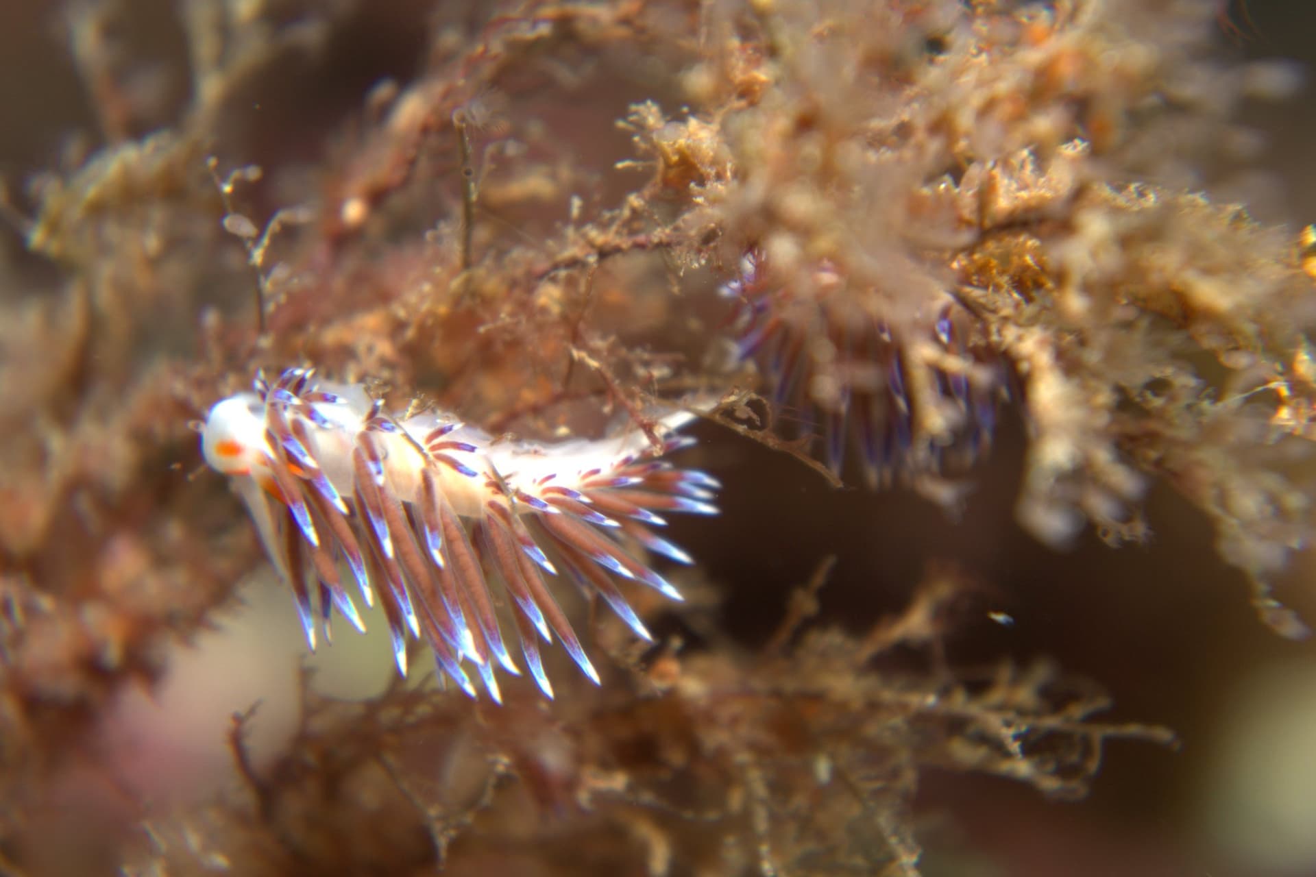 Cratena peregrina