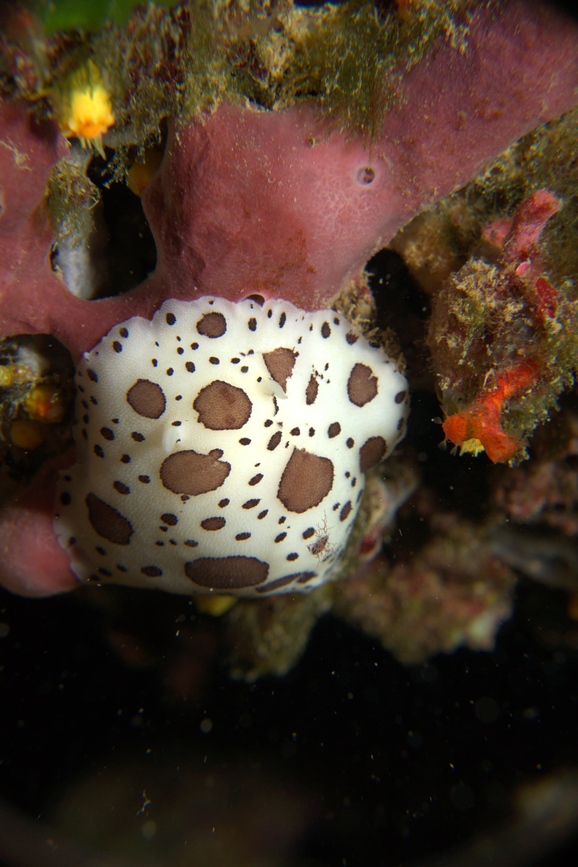 Spotted sea slug