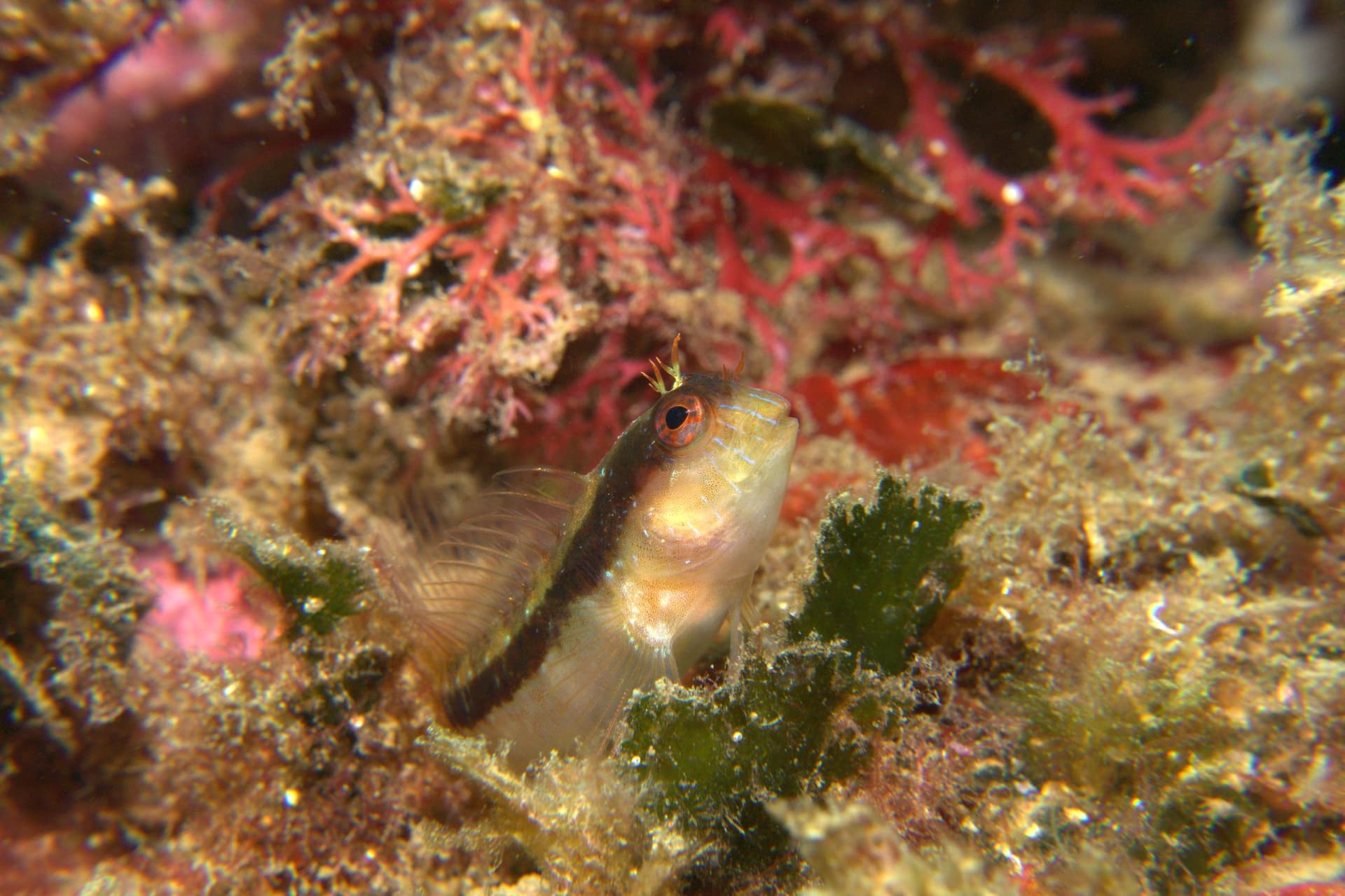Striped blenny