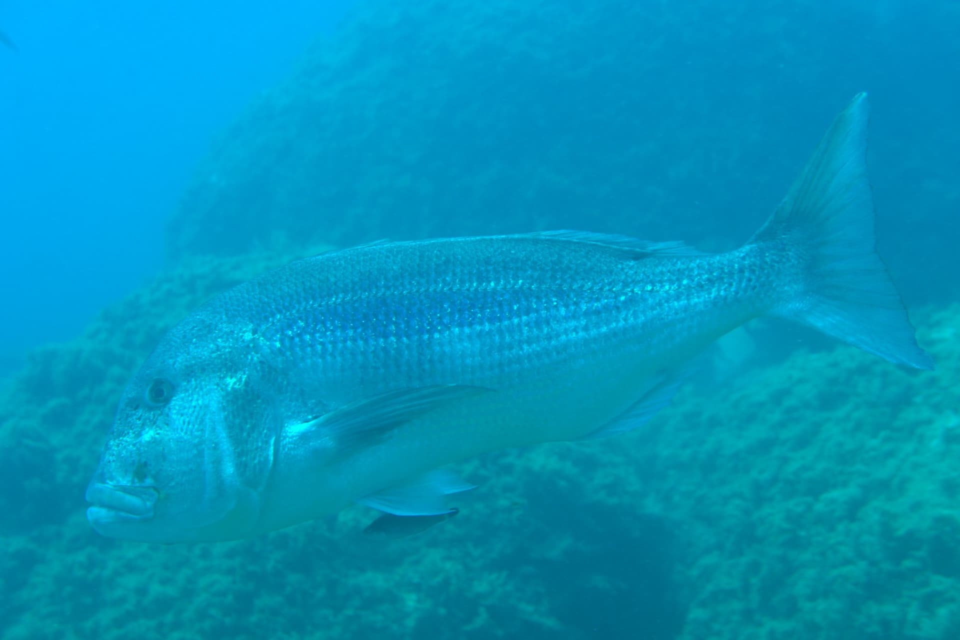 Common dentex