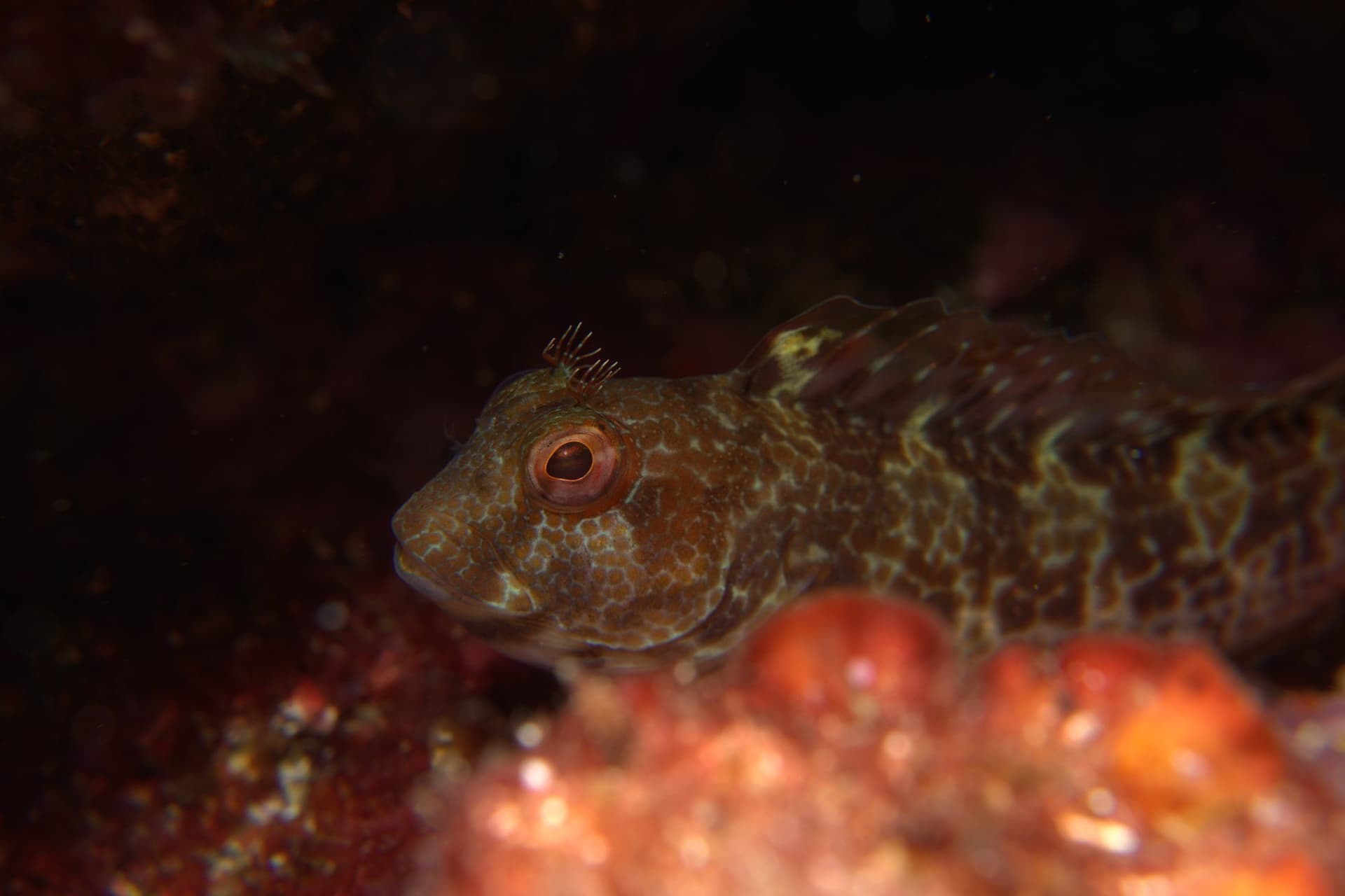 Hairy-horned blenny