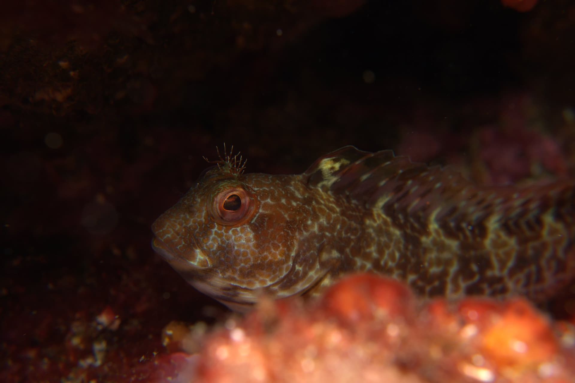 Hairy-horned blenny