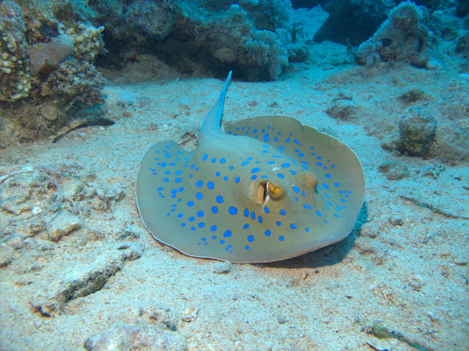 Blue-spotted ray