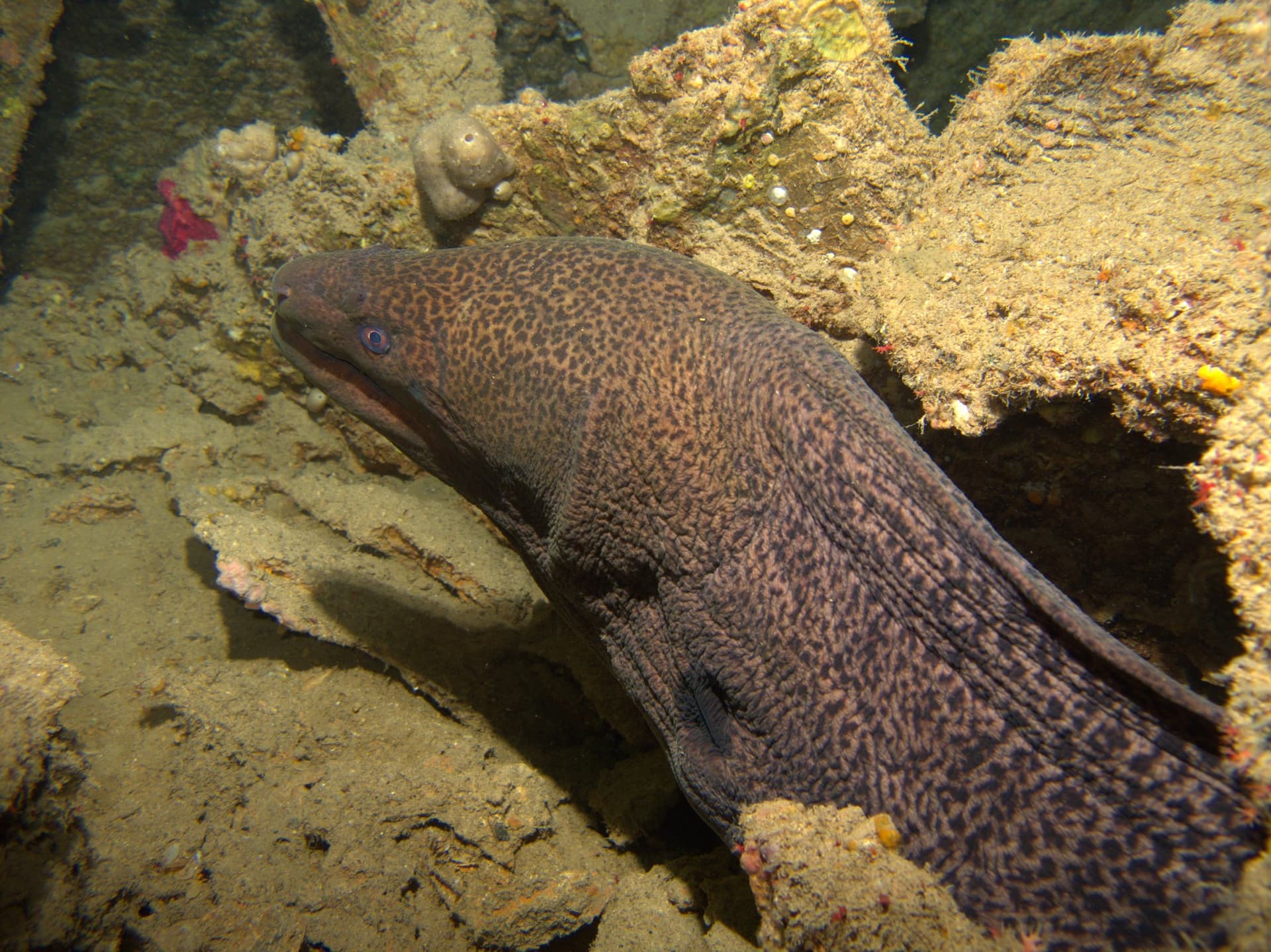 Giant moray