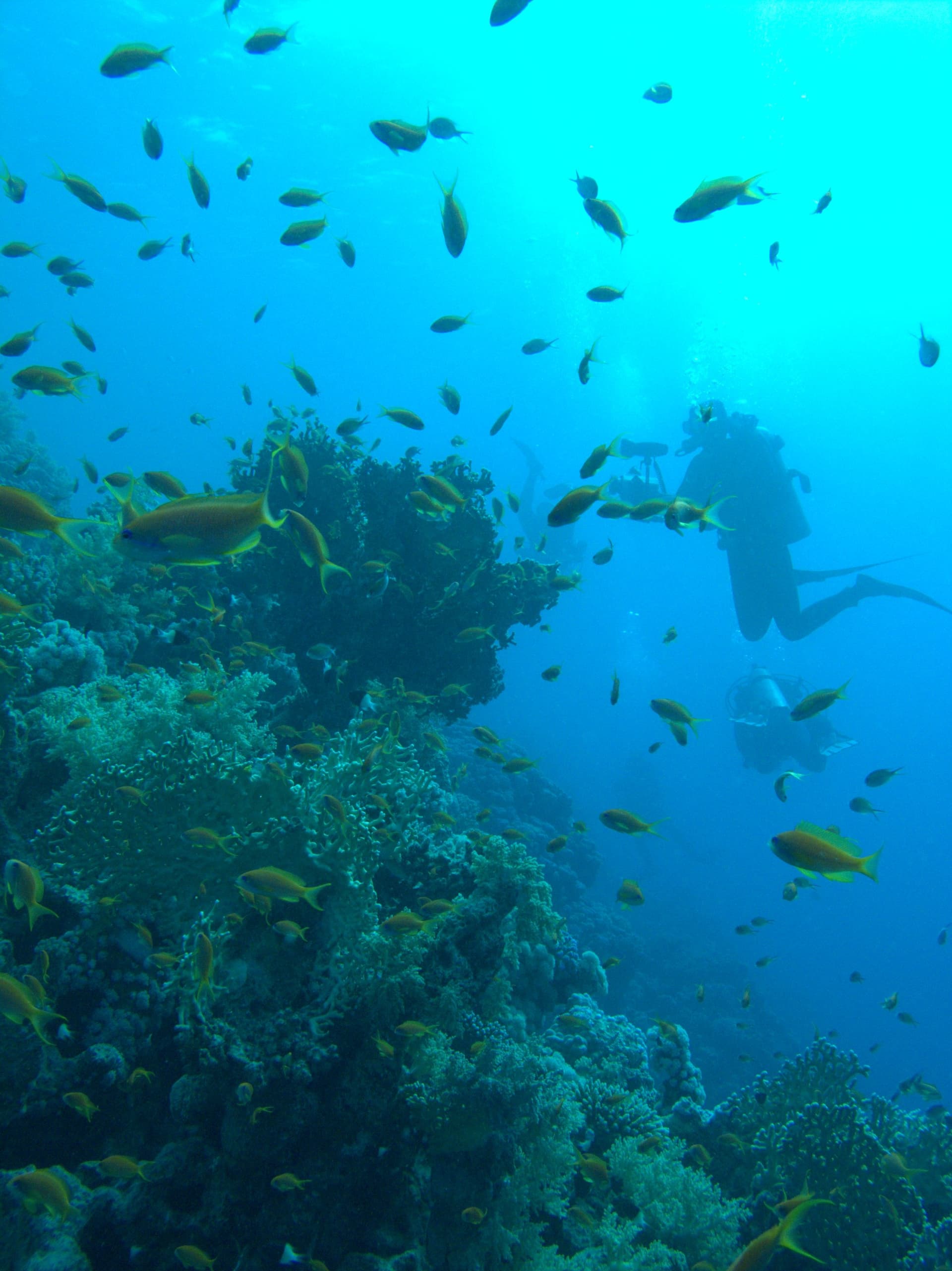 Anthias