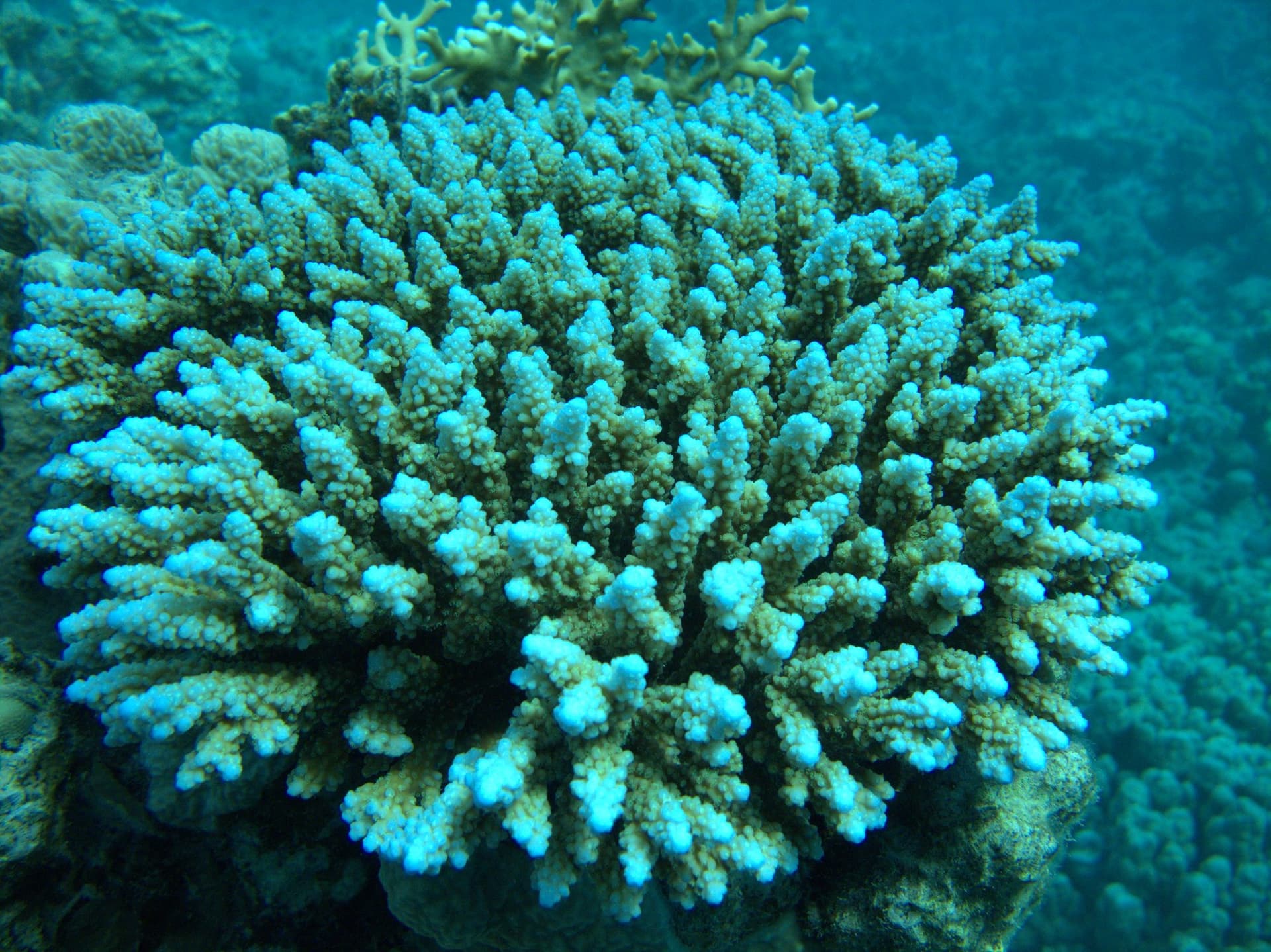 Table corals