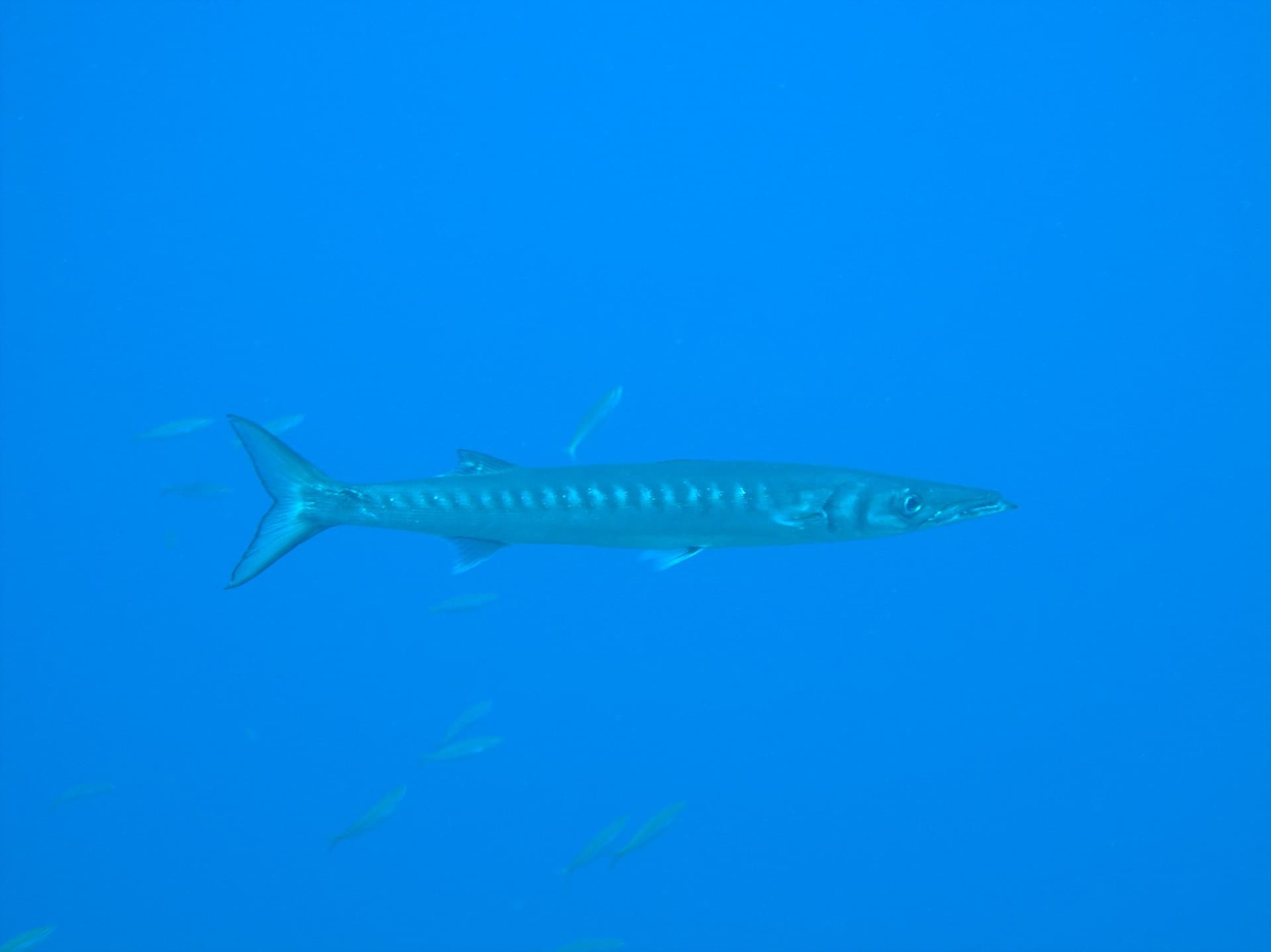 Barracuda