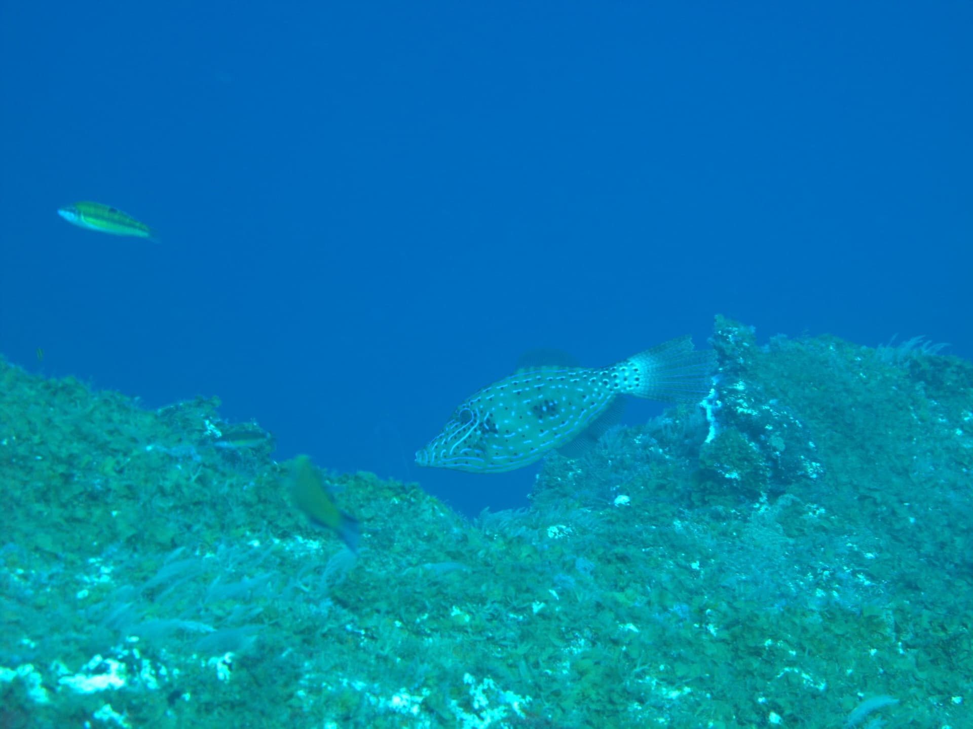 Scrawled filefish