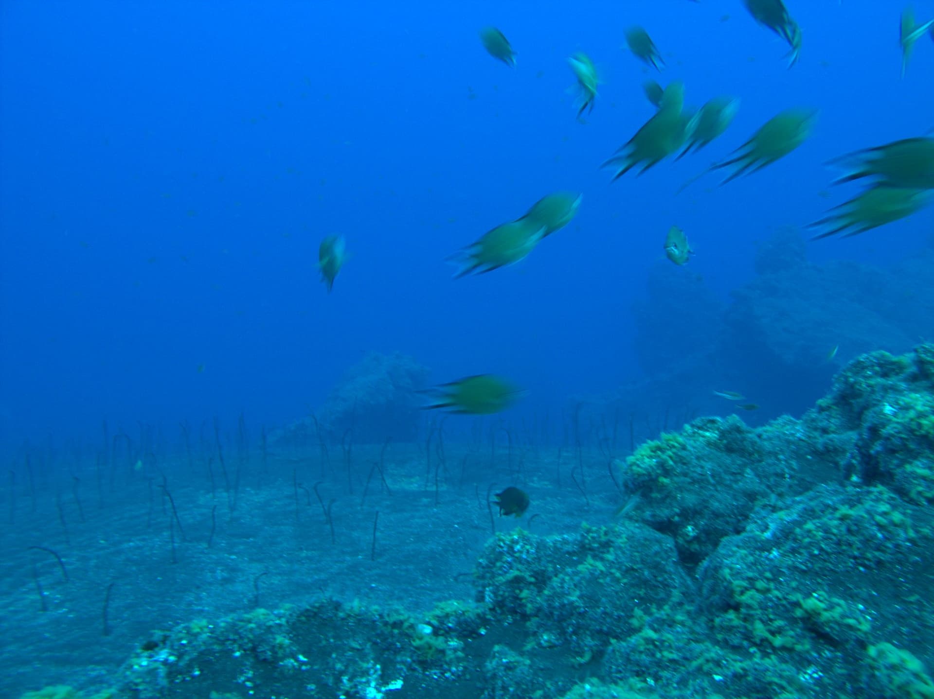 Garden eel