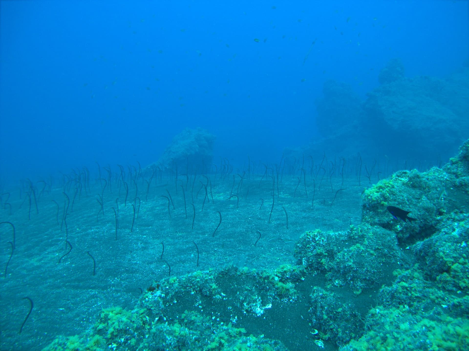 Garden eel