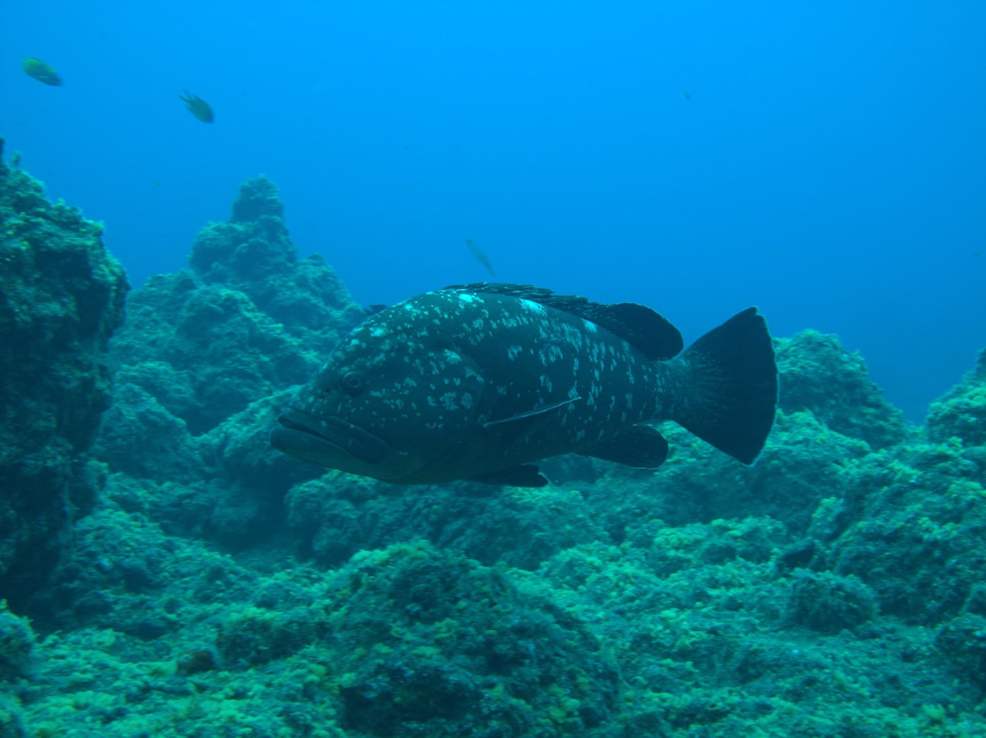 Dusky grouper