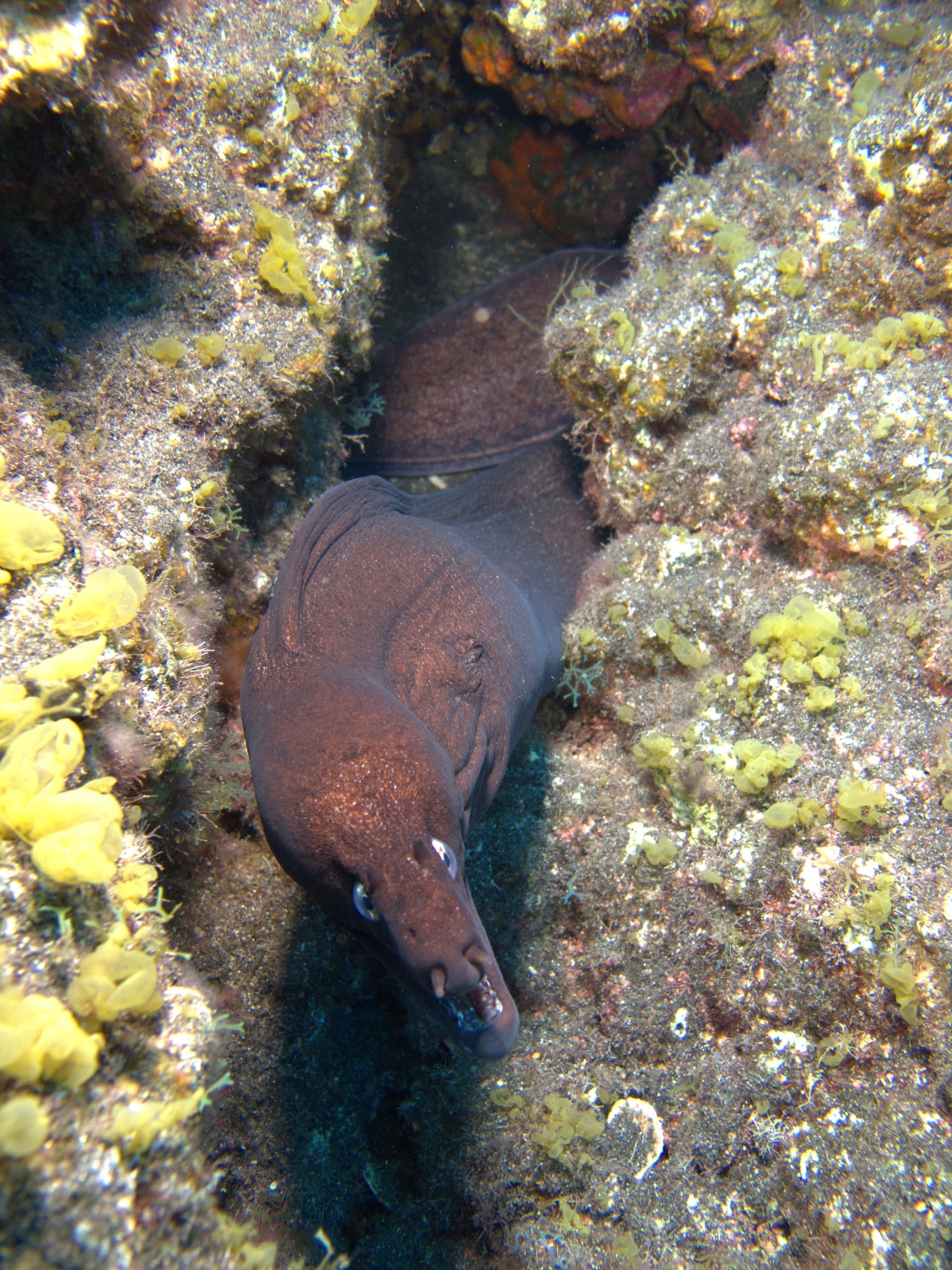 Black moray