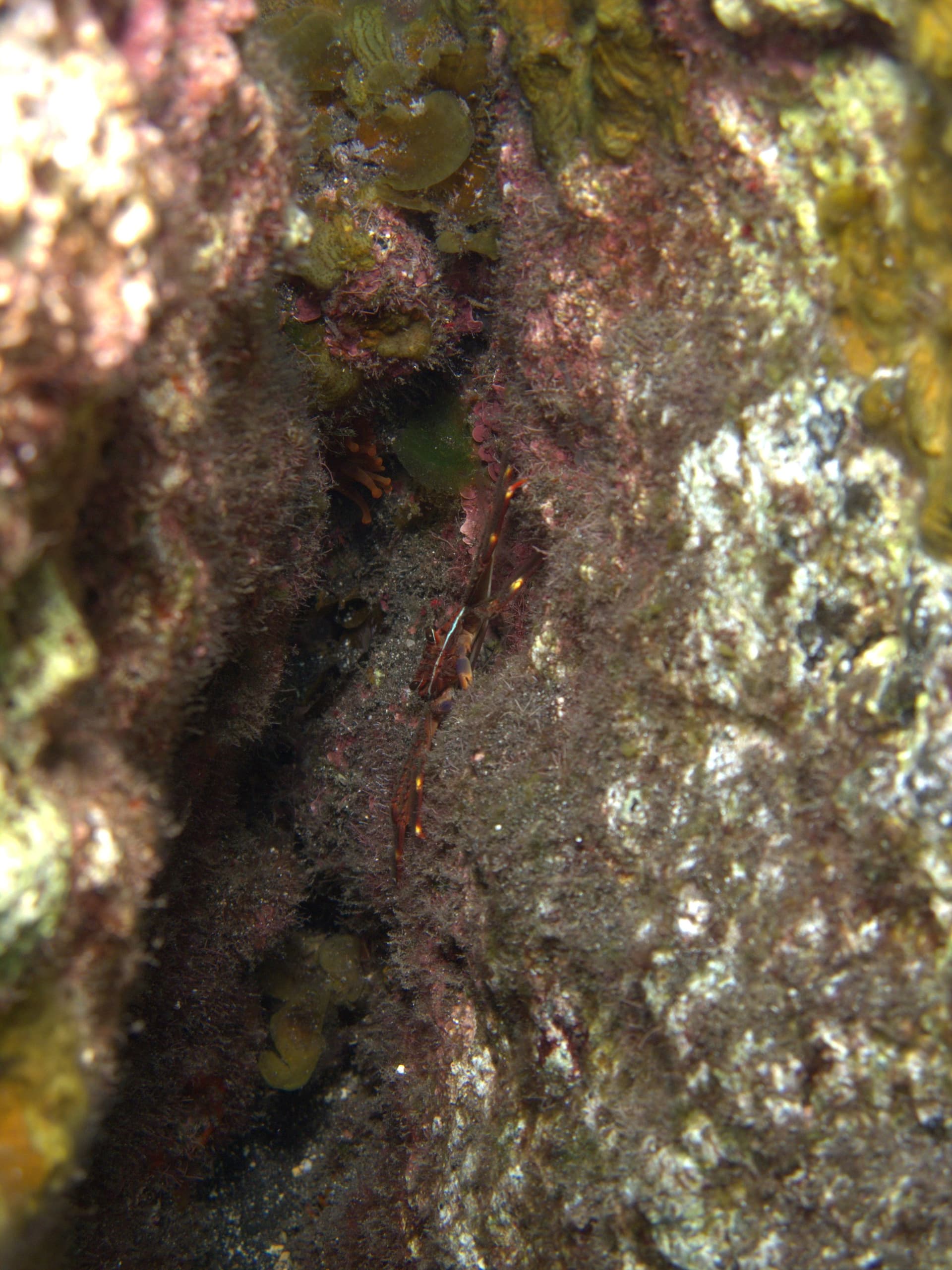 Crab